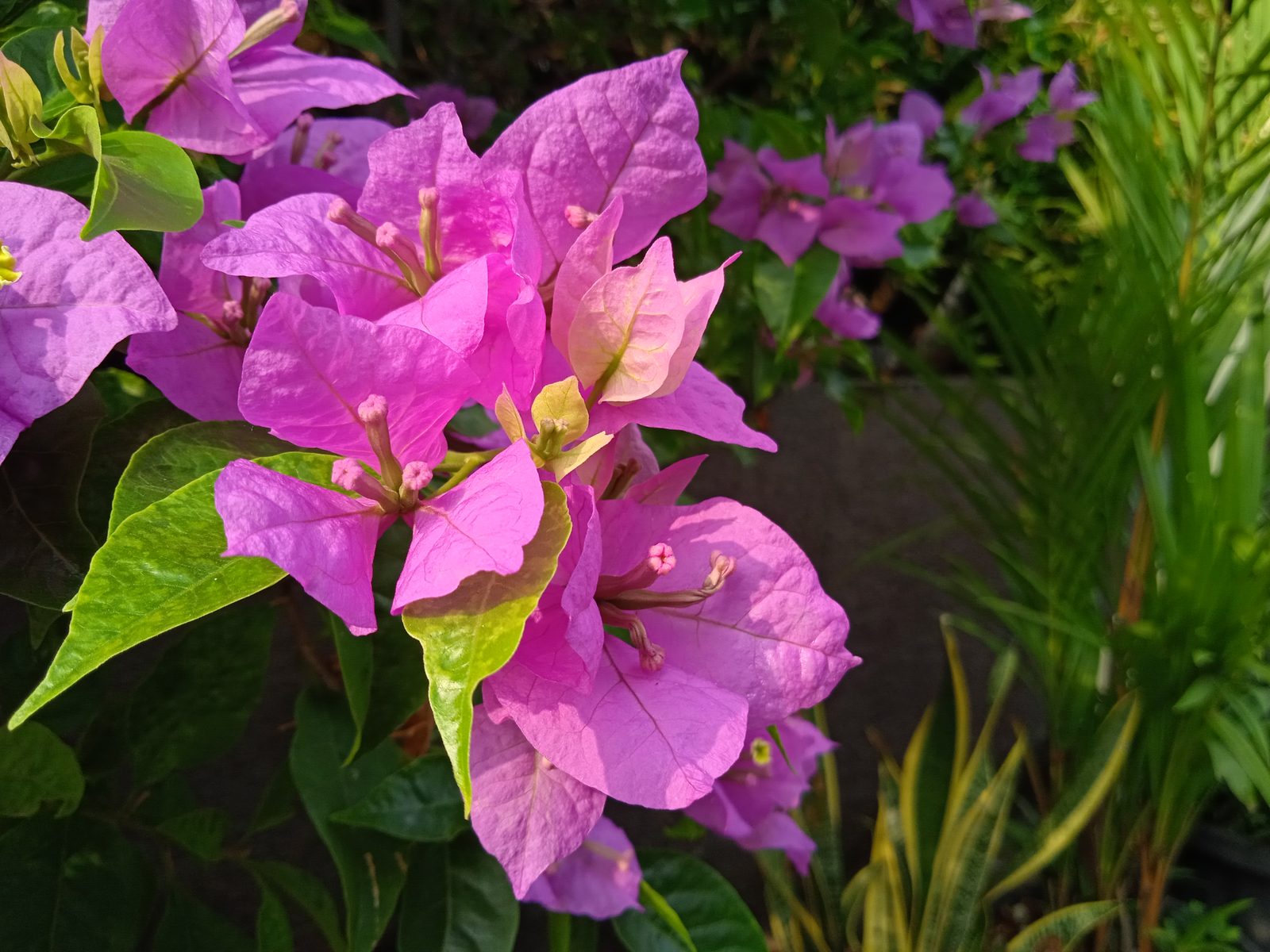 50368181512 Hasil foto Redmi 9A (7)