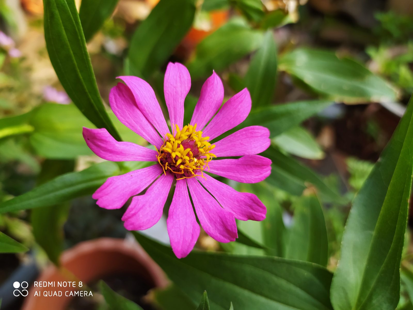 49012232086 Hasil foto Redmi Note 8