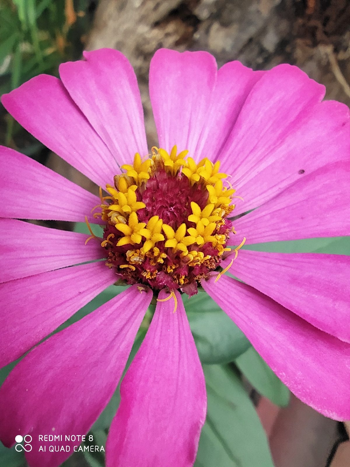 49012232266 Hasil foto Redmi Note 8 Makro (3)