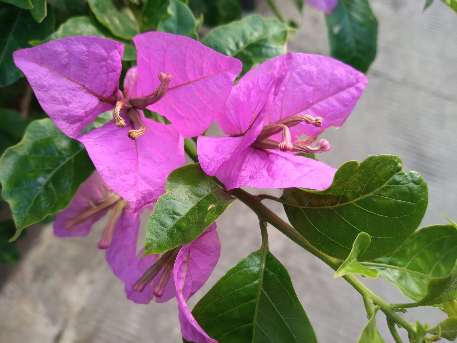 Hasil foto Galaxy A11 (7)