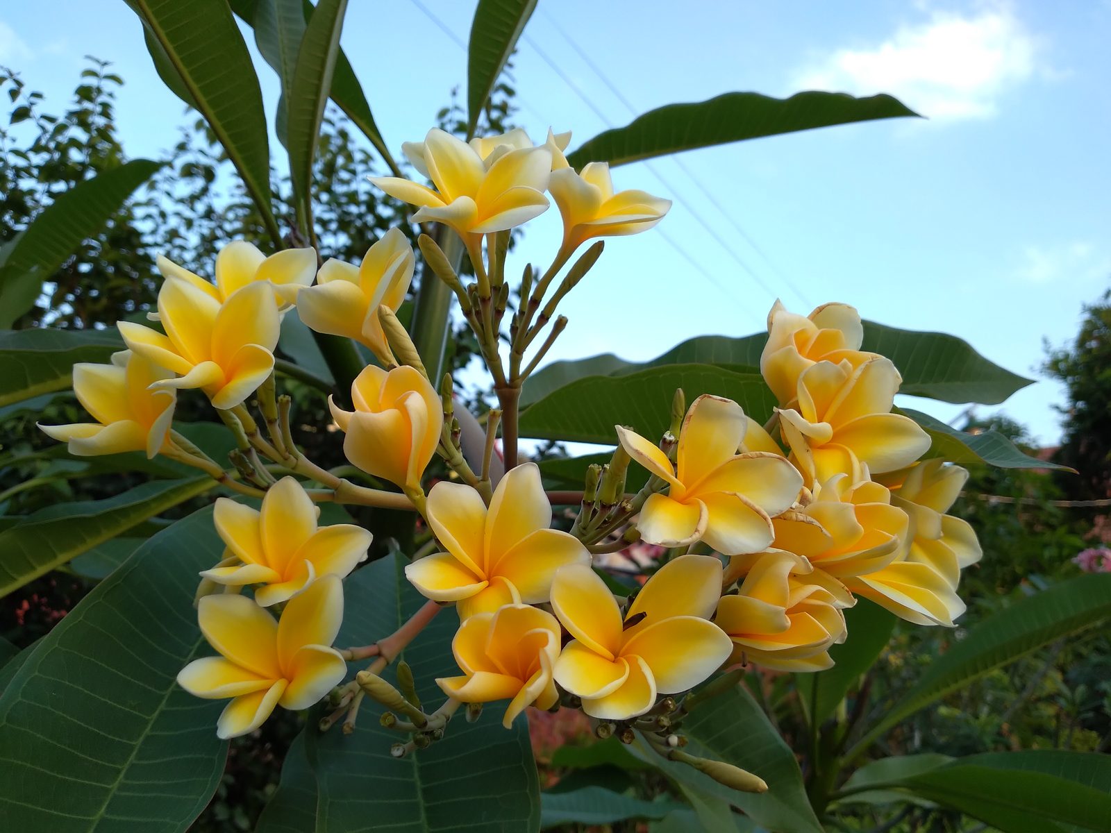 Hasil foto Galaxy A11 (4)