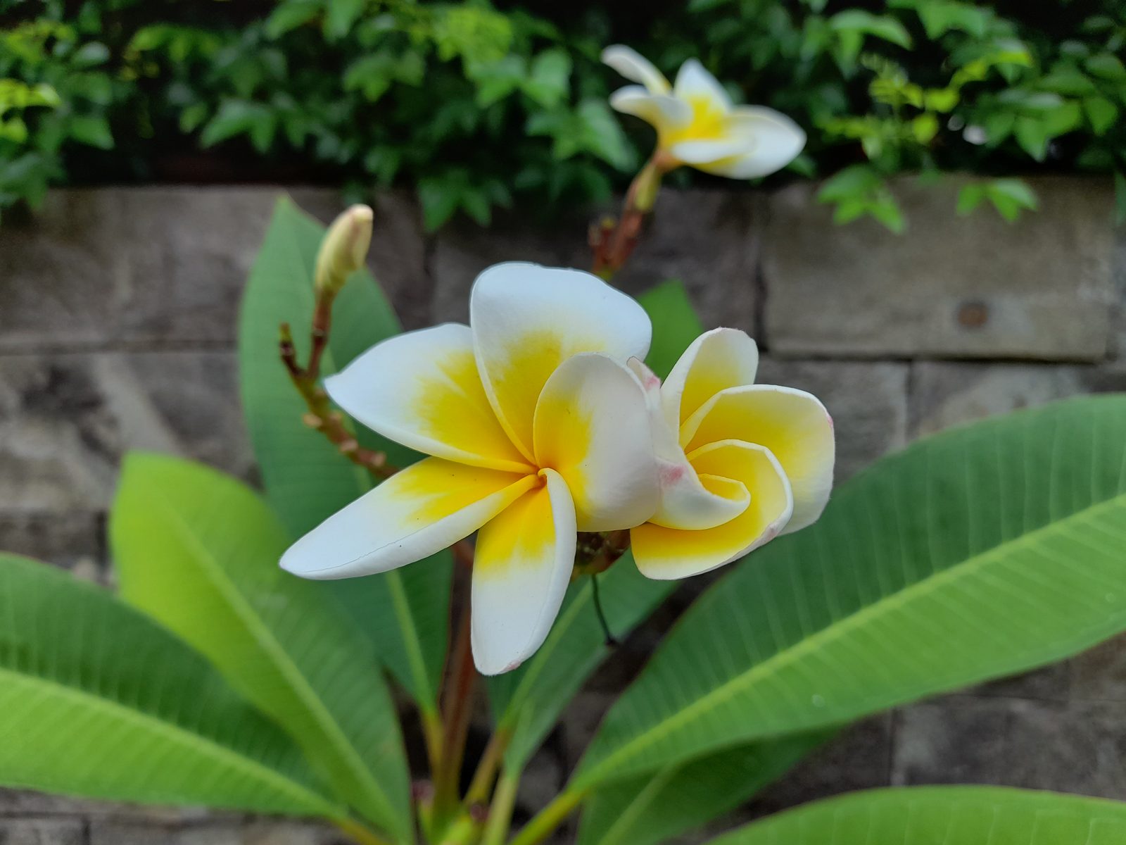 50144221811 Hasil foto Samsung Galaxy A21s (7)