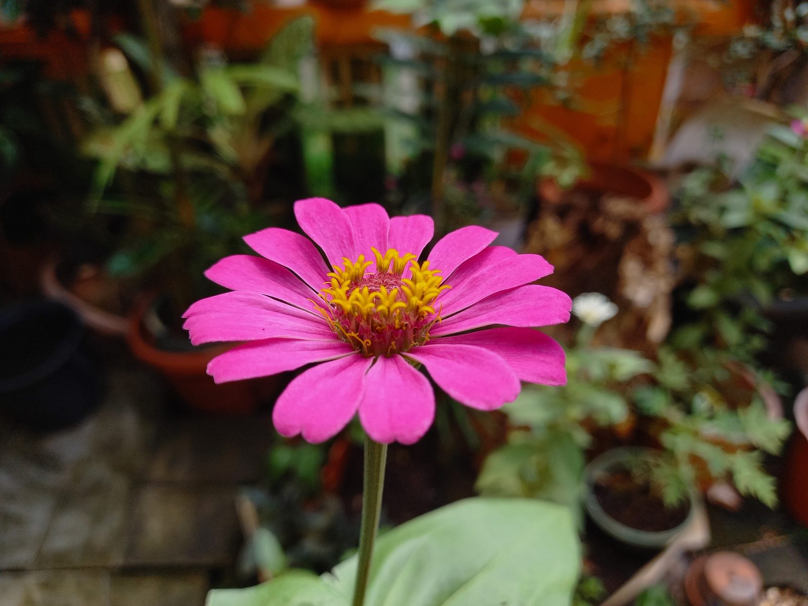 49915067773 Hasil foto Samsung Galaxy A31 (1)