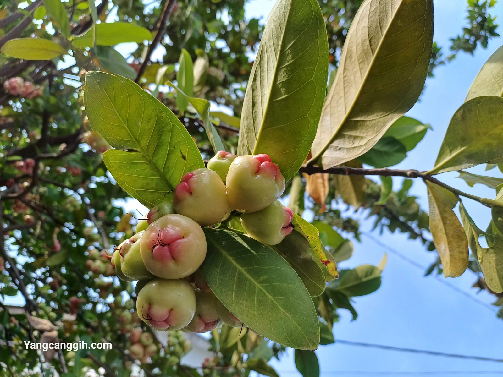 Samsung Galaxy A34 5G - Foto 2
