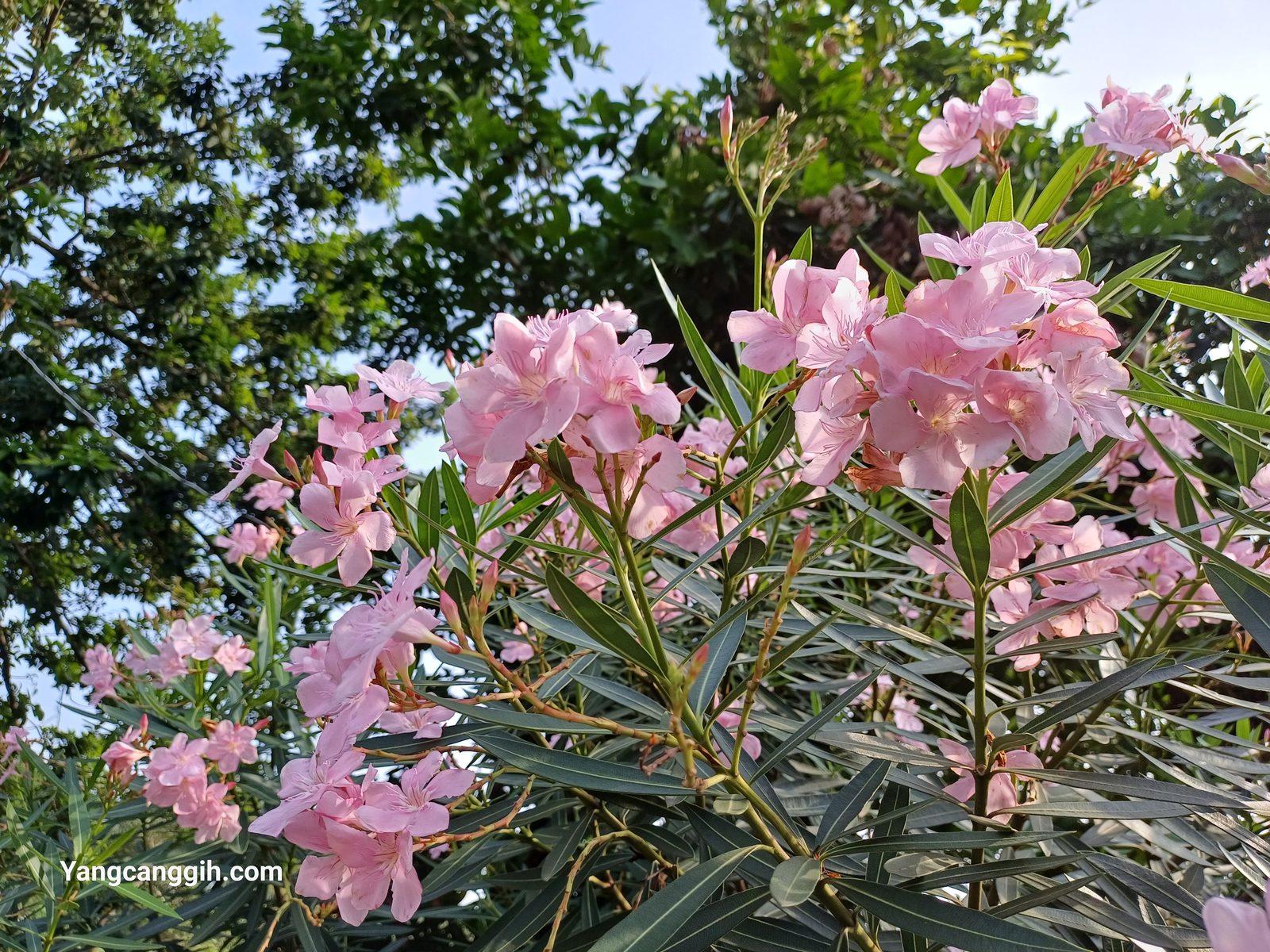 Samsung Galaxy A34 5G - Foto 1