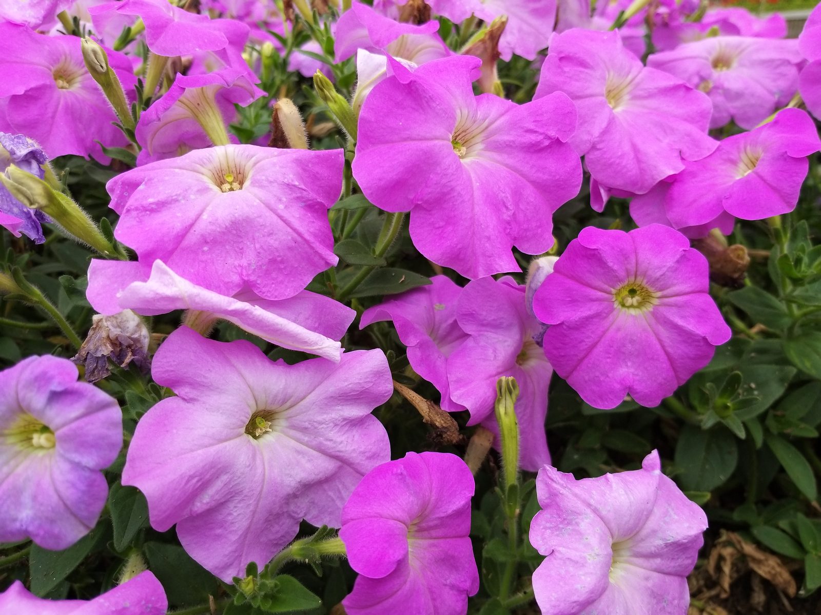 43679010895 Hasil foto Samsung Galaxy A8 Star (5)