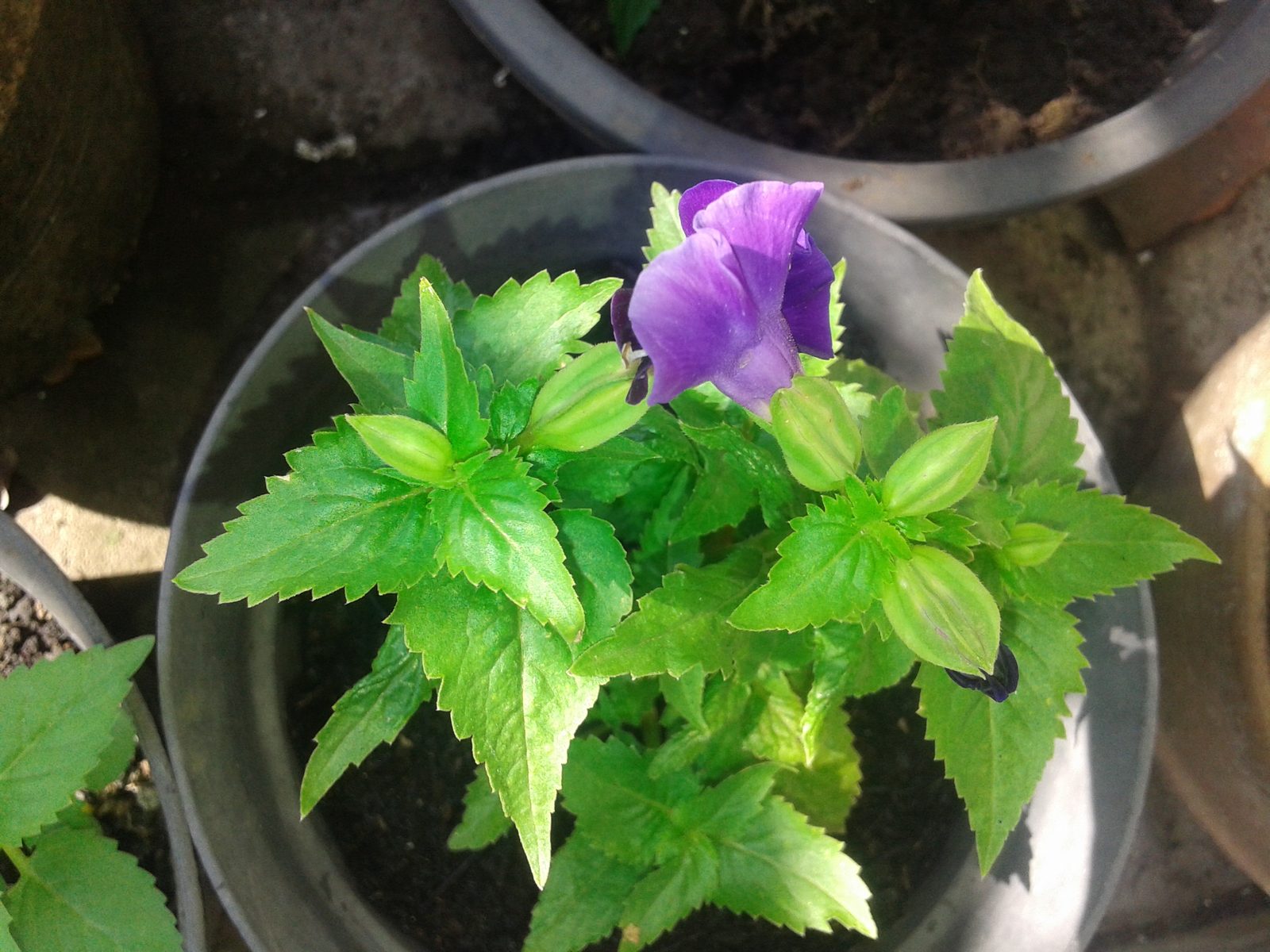 10400903446 Samsung Galaxy Core - Foto 1