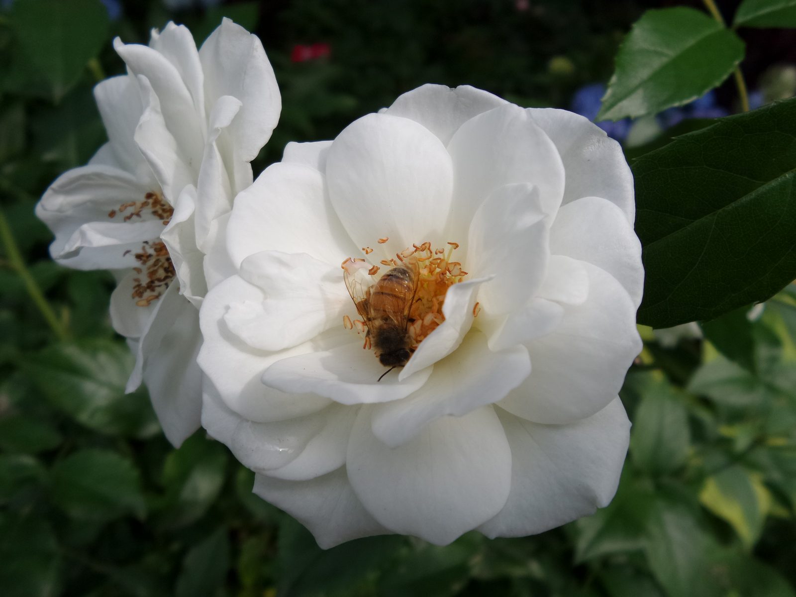 14267313909 Samsung GALAXY K-Zoom - Foto 1