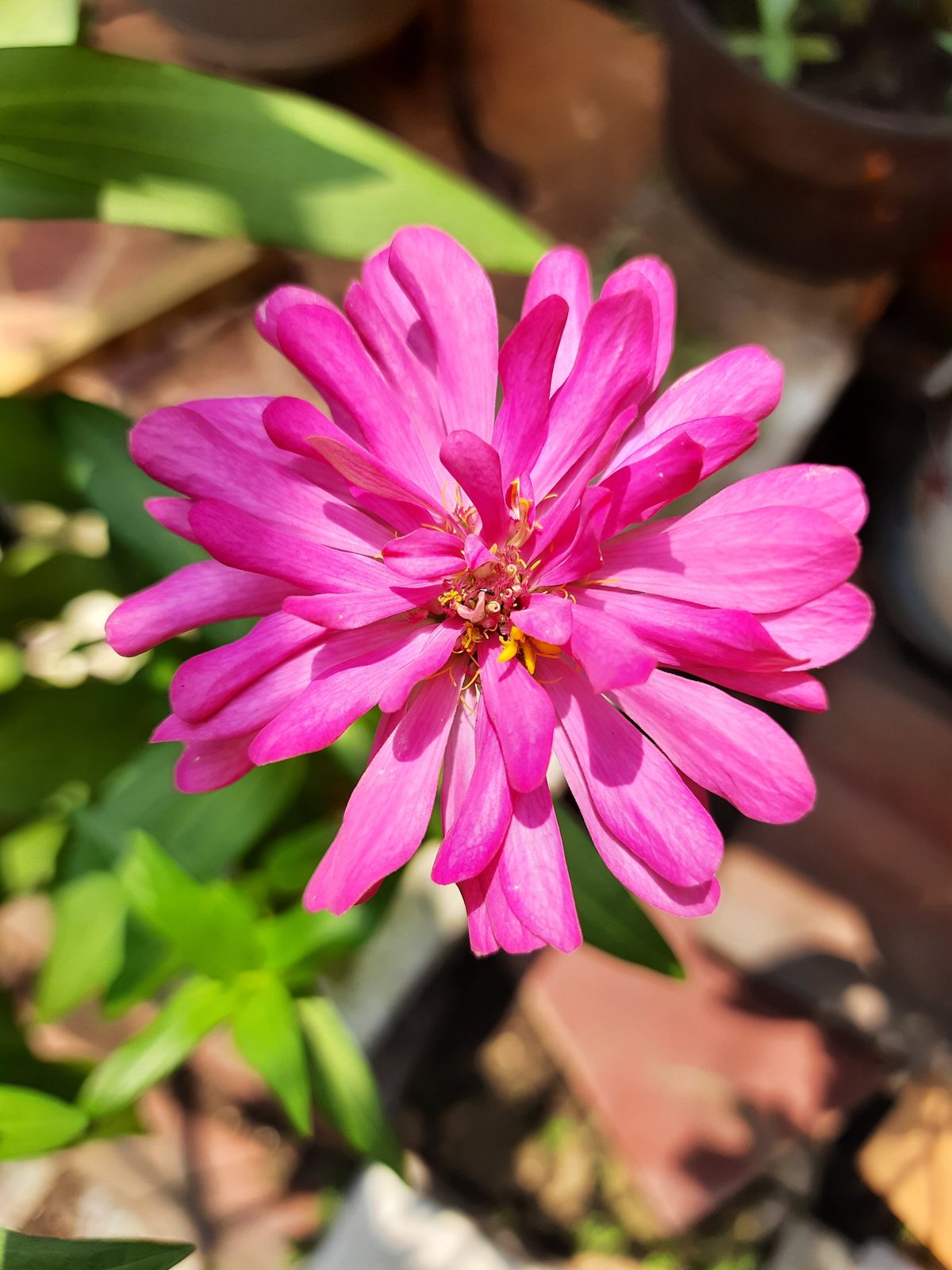 49777564272 Hasil foto Samsung Galaxy M31 (4)