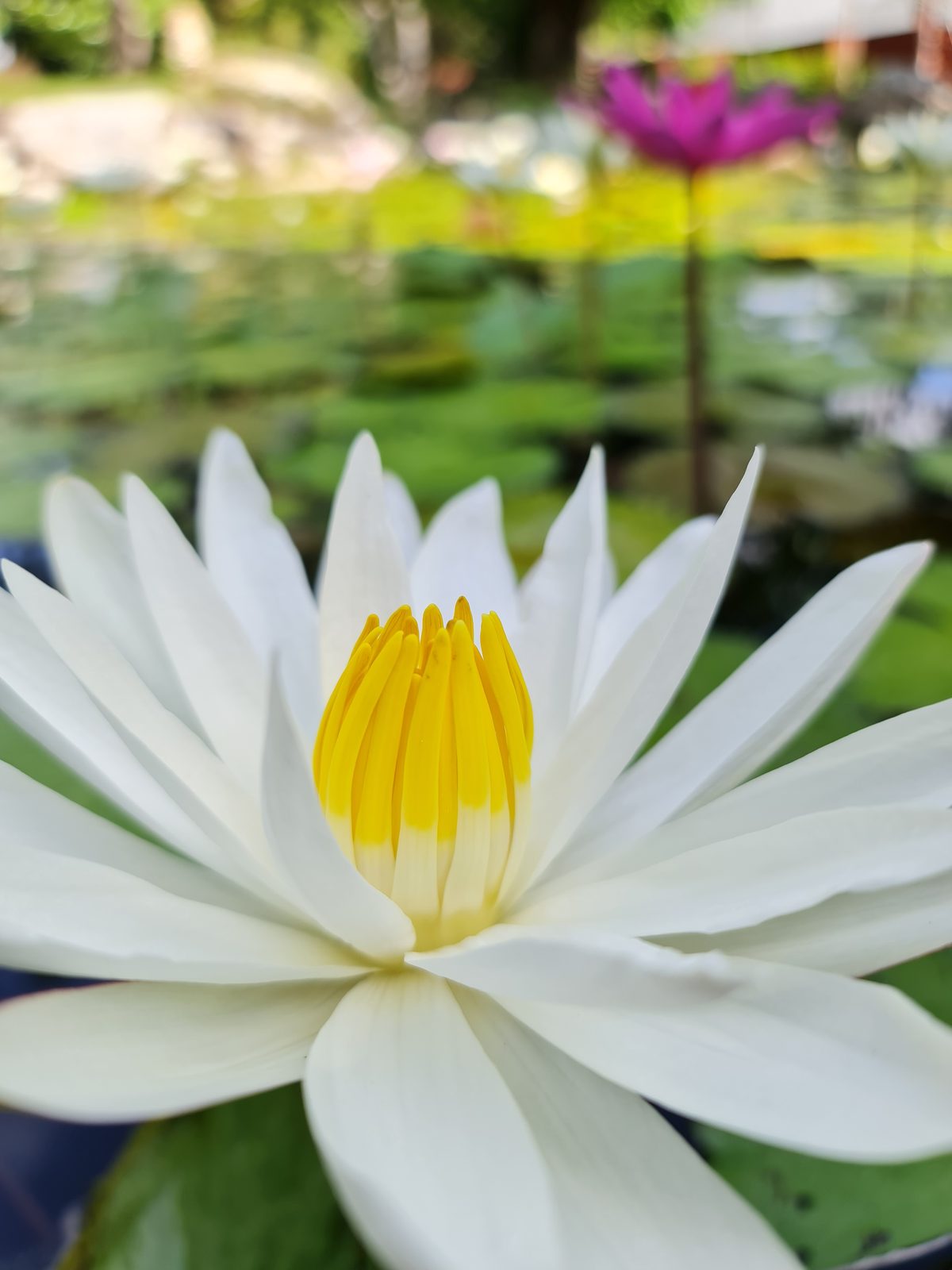 Samsung Galaxy Note 20 Ultra - Foto 18