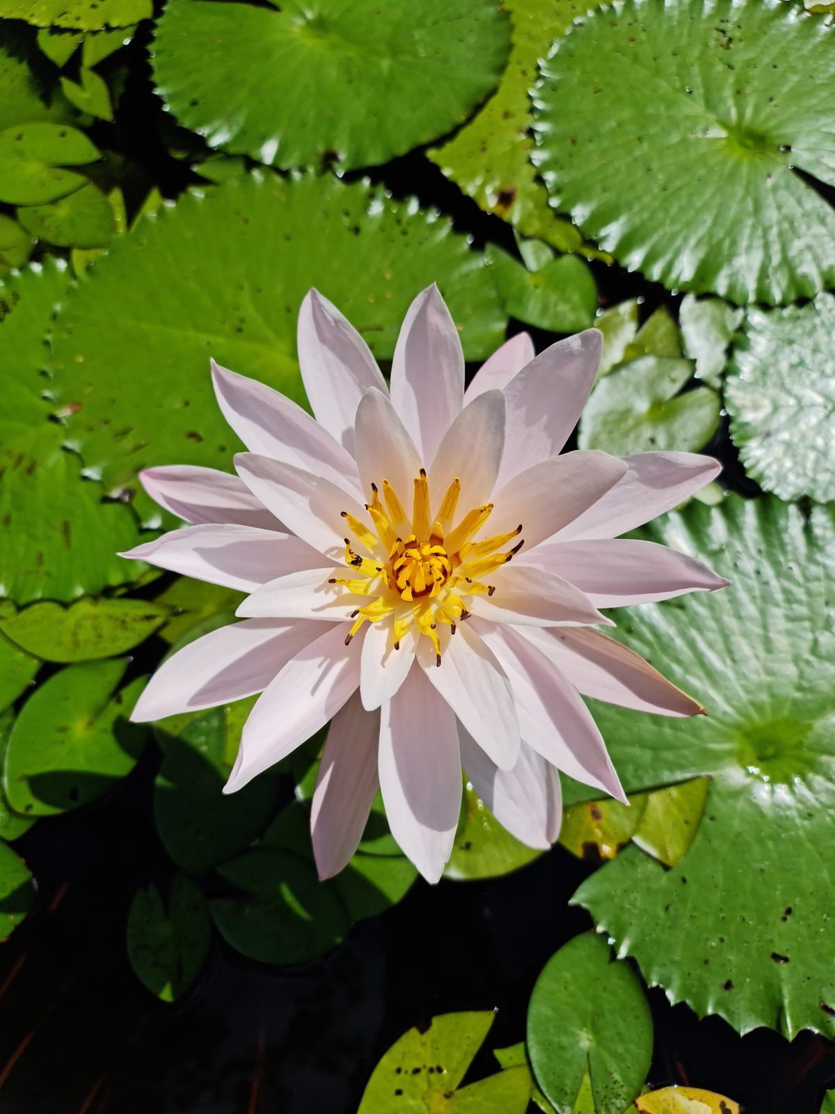 Samsung Galaxy Note 20 Ultra - Foto 12