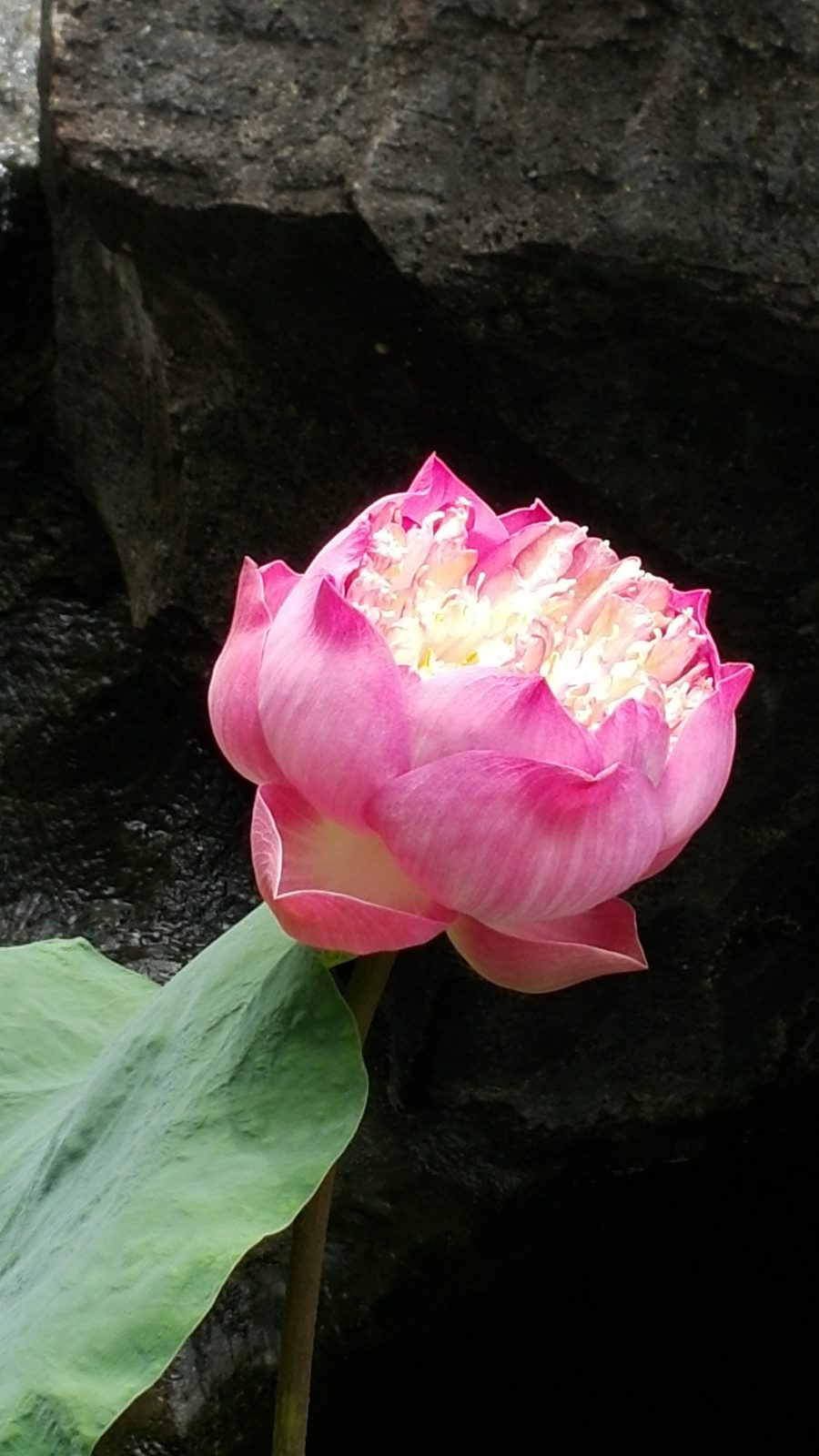 Digital Zoom 6x