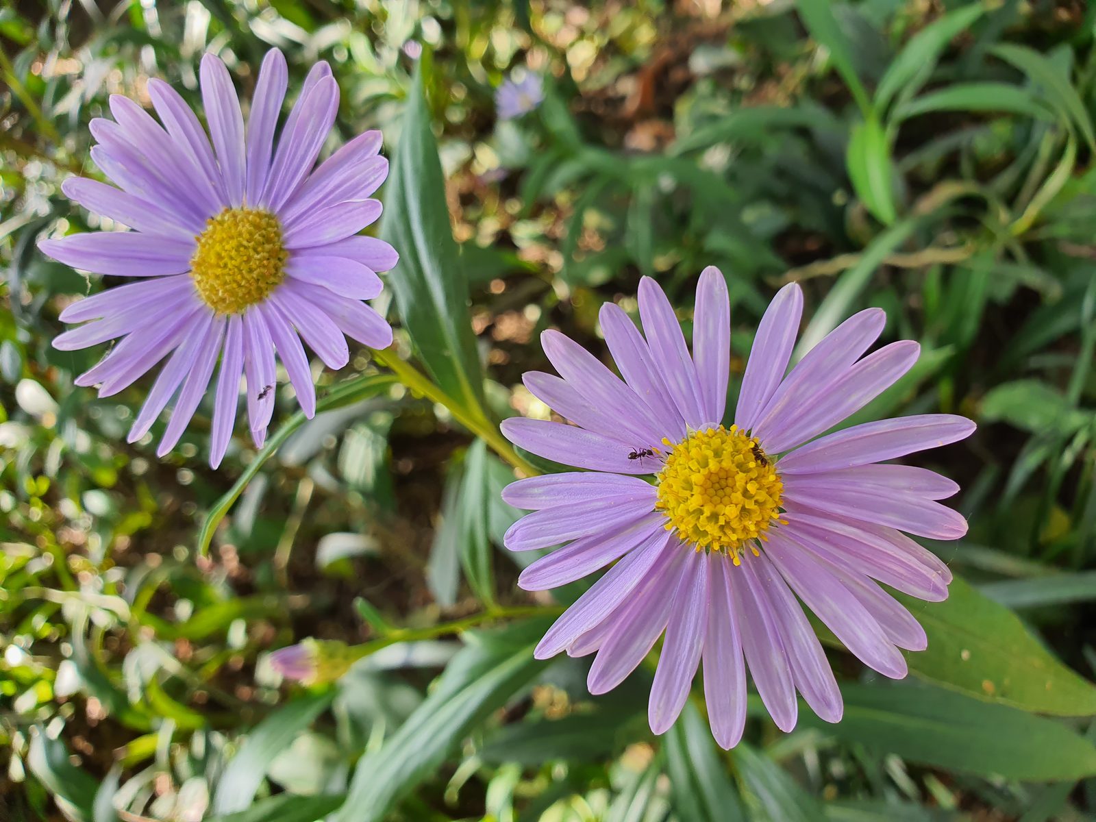 Hasil foto Galaxy Note 10 (1)