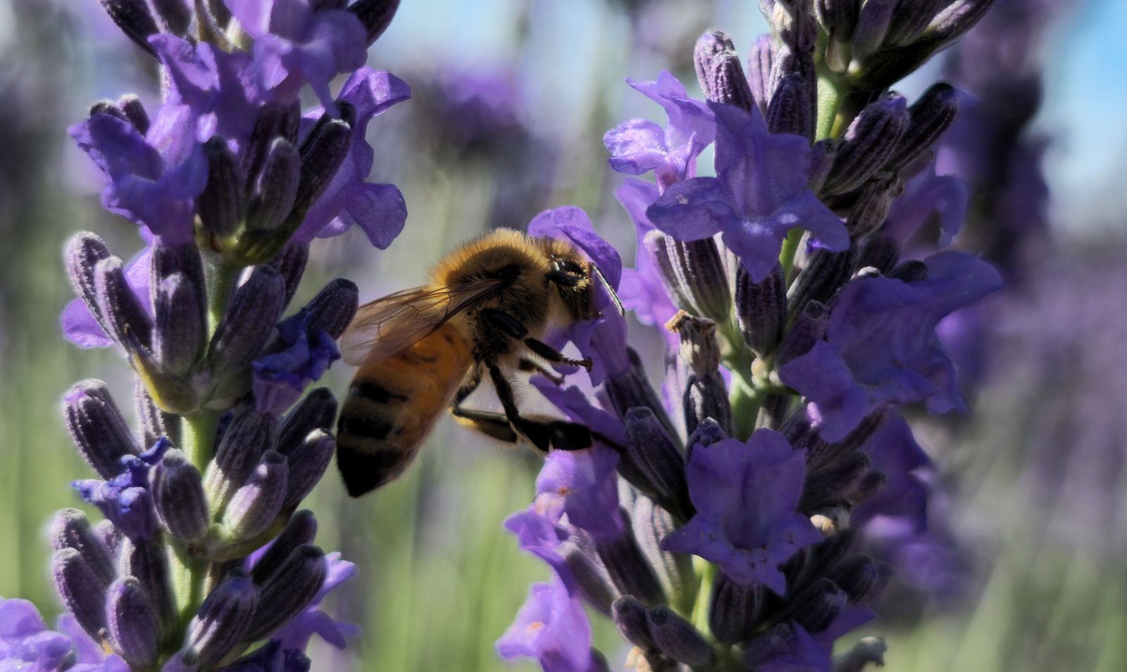 crop samsung s23 ultra bee