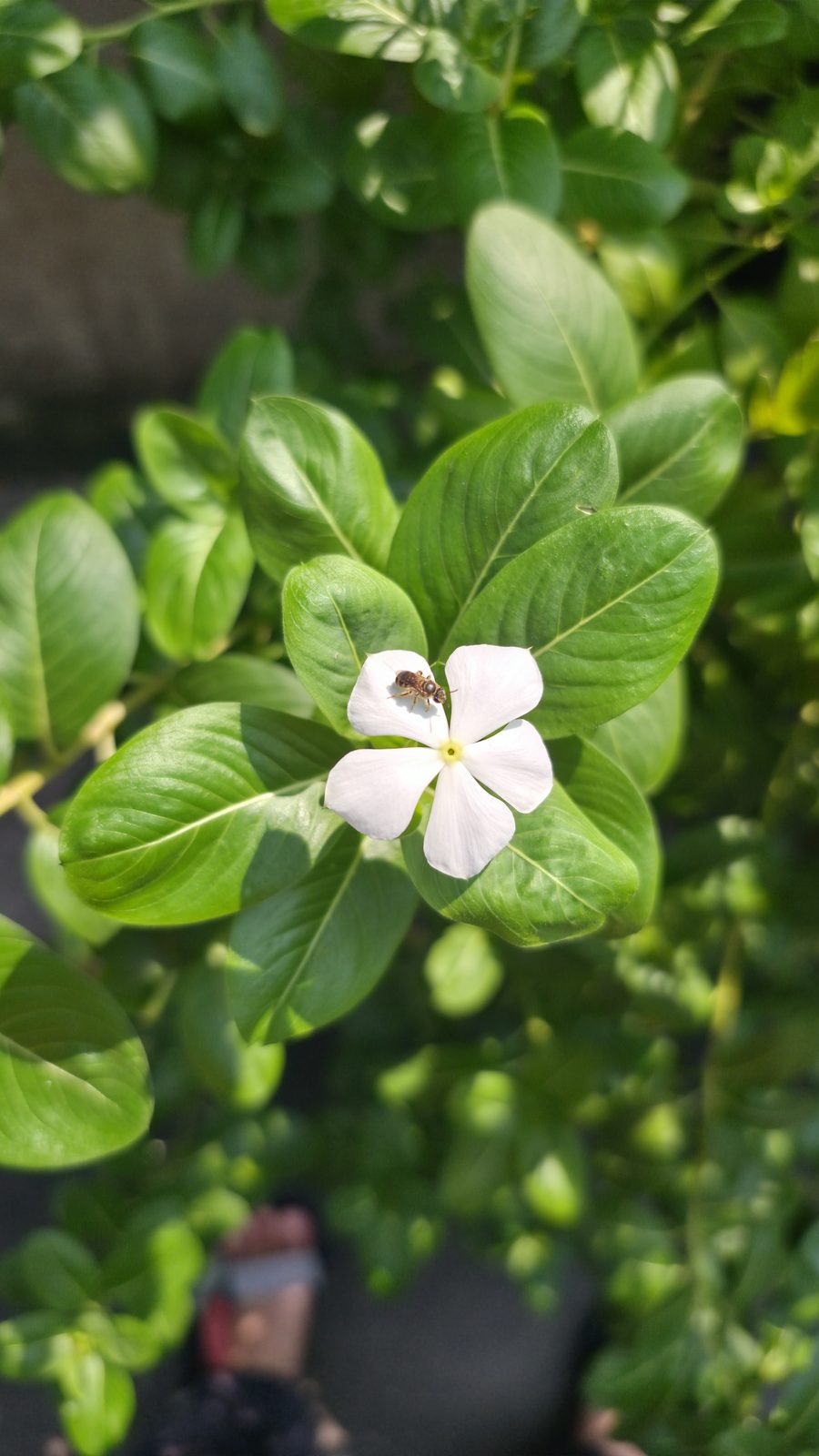 54590826780 Samsung Galaxy S25 edge - Foto 1