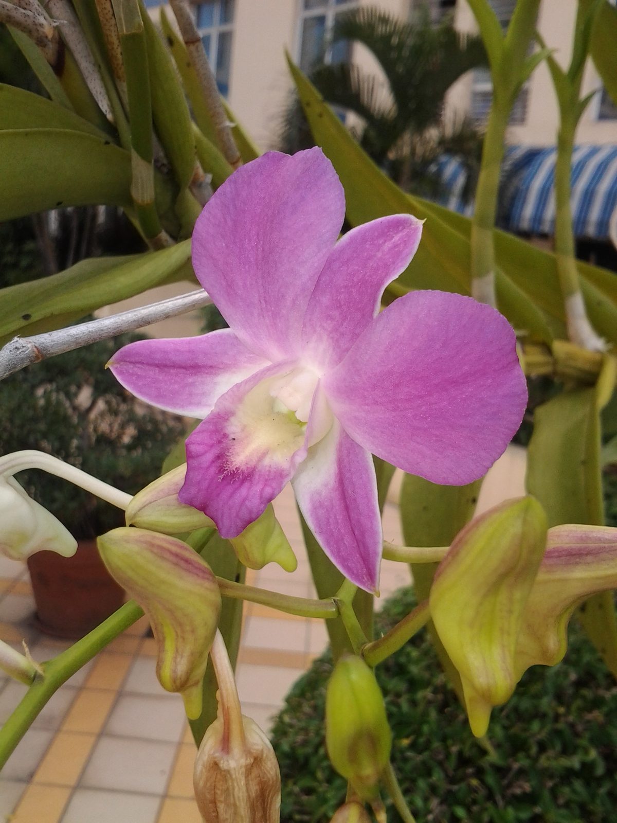 6764758557 Samsung Galaxy Tab 7.0 plus - Foto 7