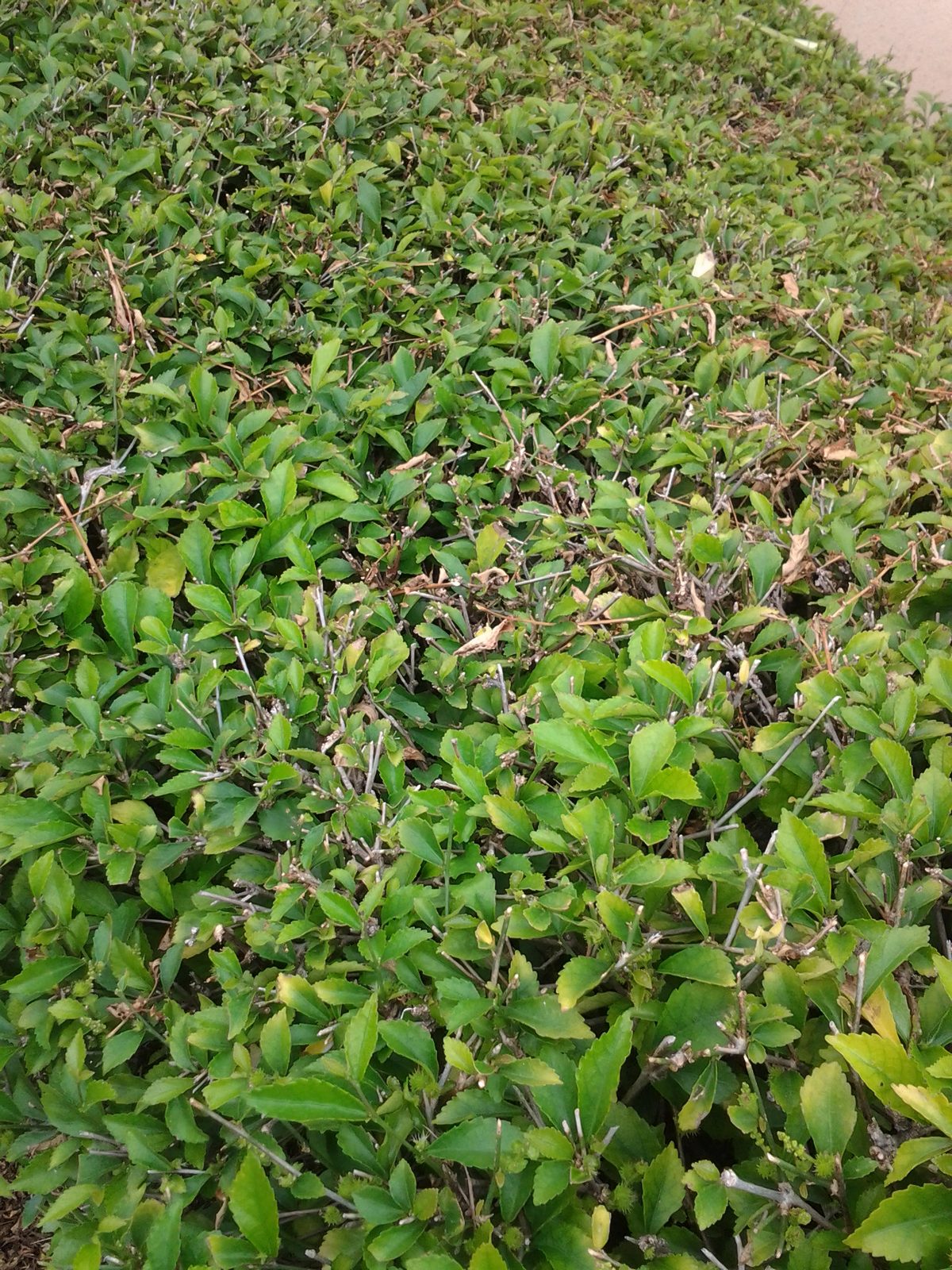 6764761857 Samsung Galaxy Tab 7.0 plus - Foto 4