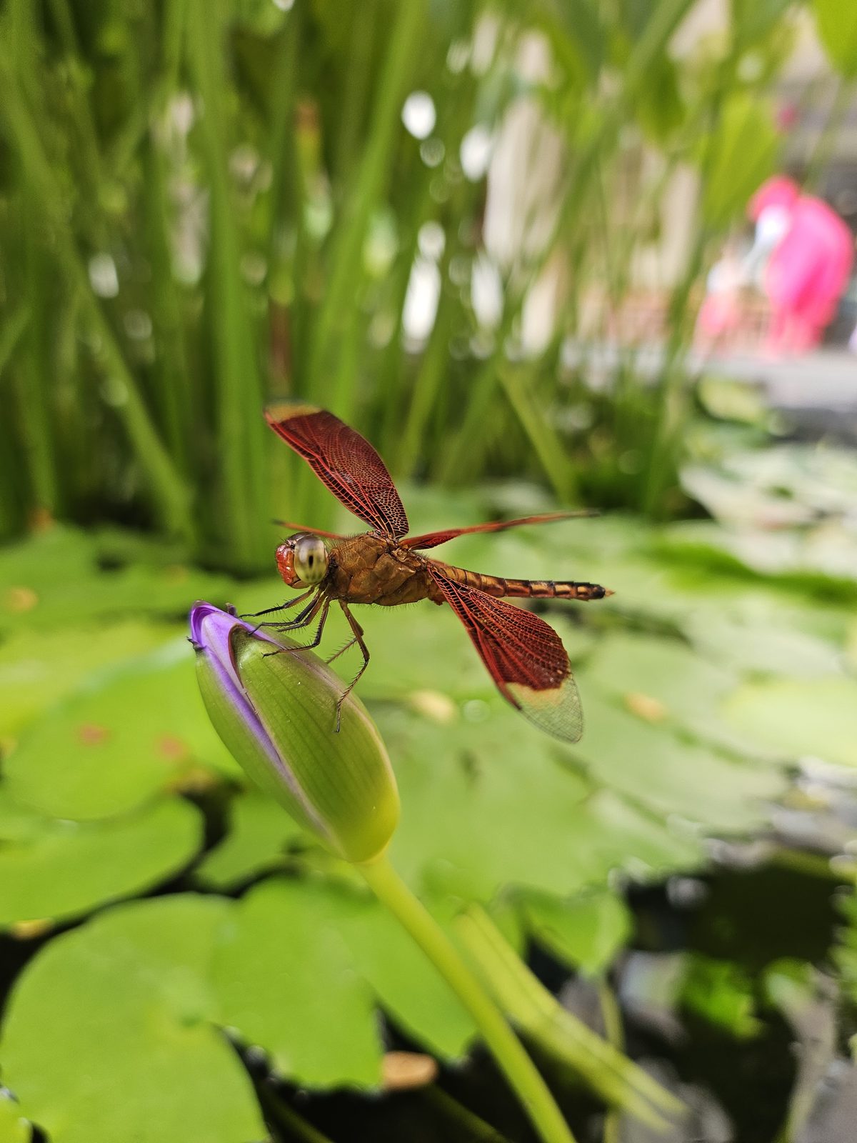 53101780331 Samsung Galaxy Z Flip5 - Foto 1