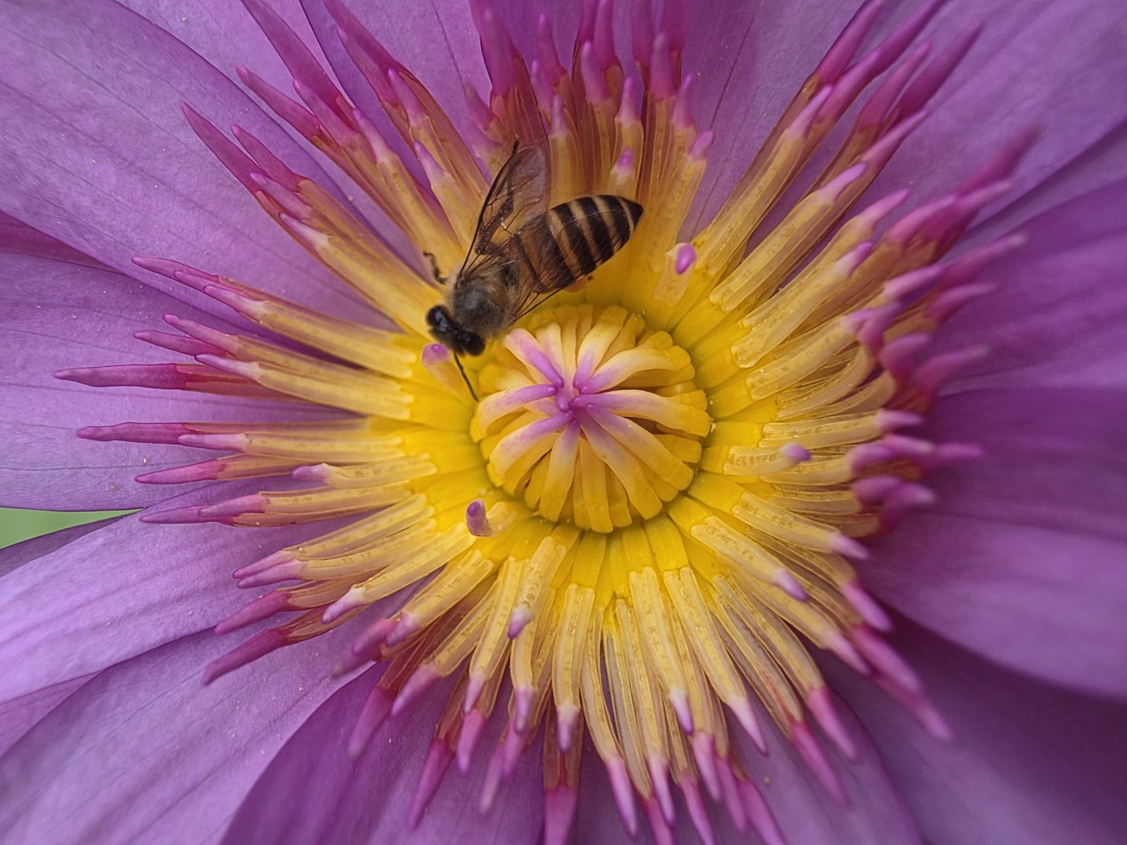 54735715942 macro Samsung Galaxy Z Fold 7