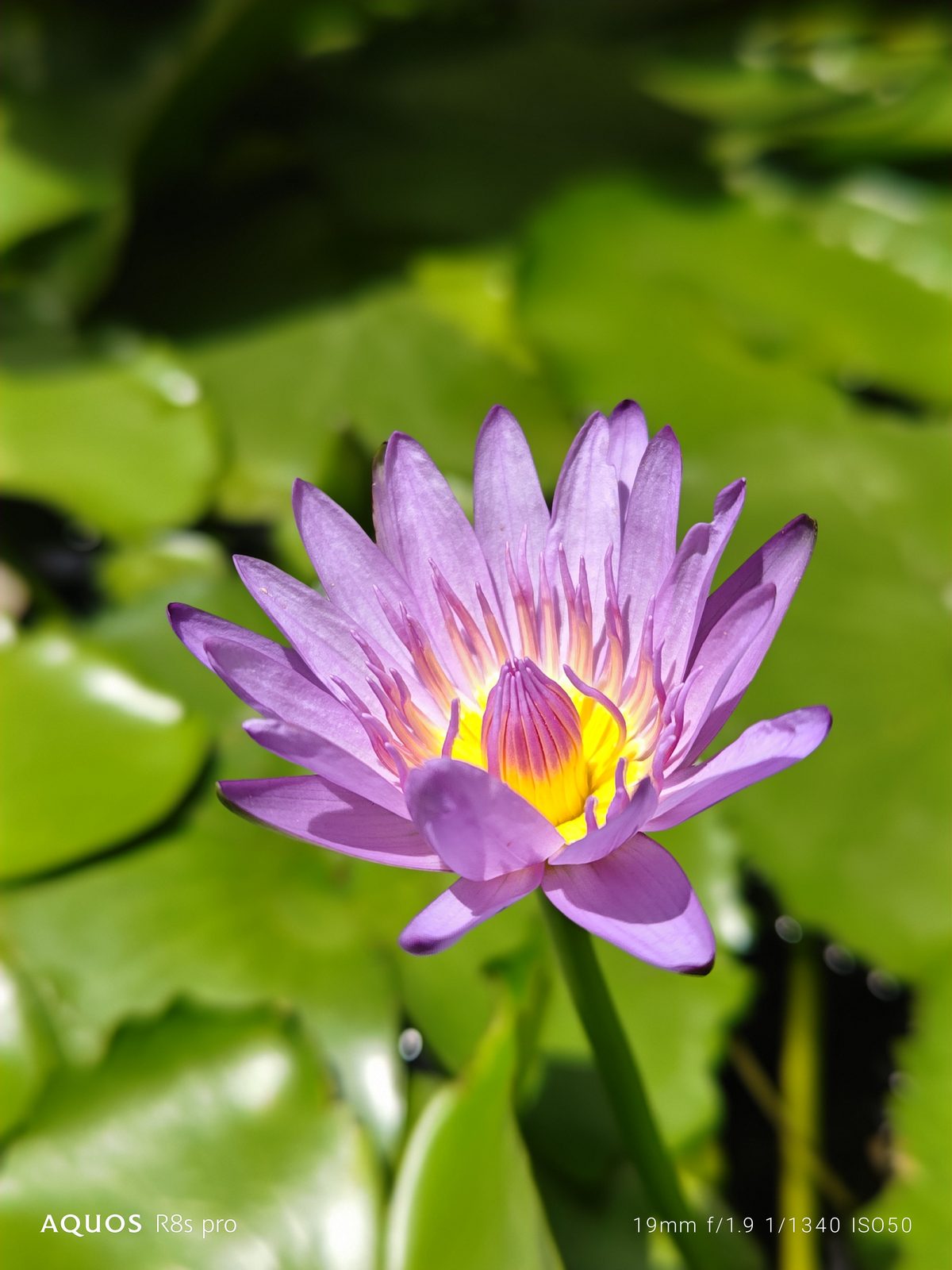 Sharp AQUOS R8s Pro - Foto 1