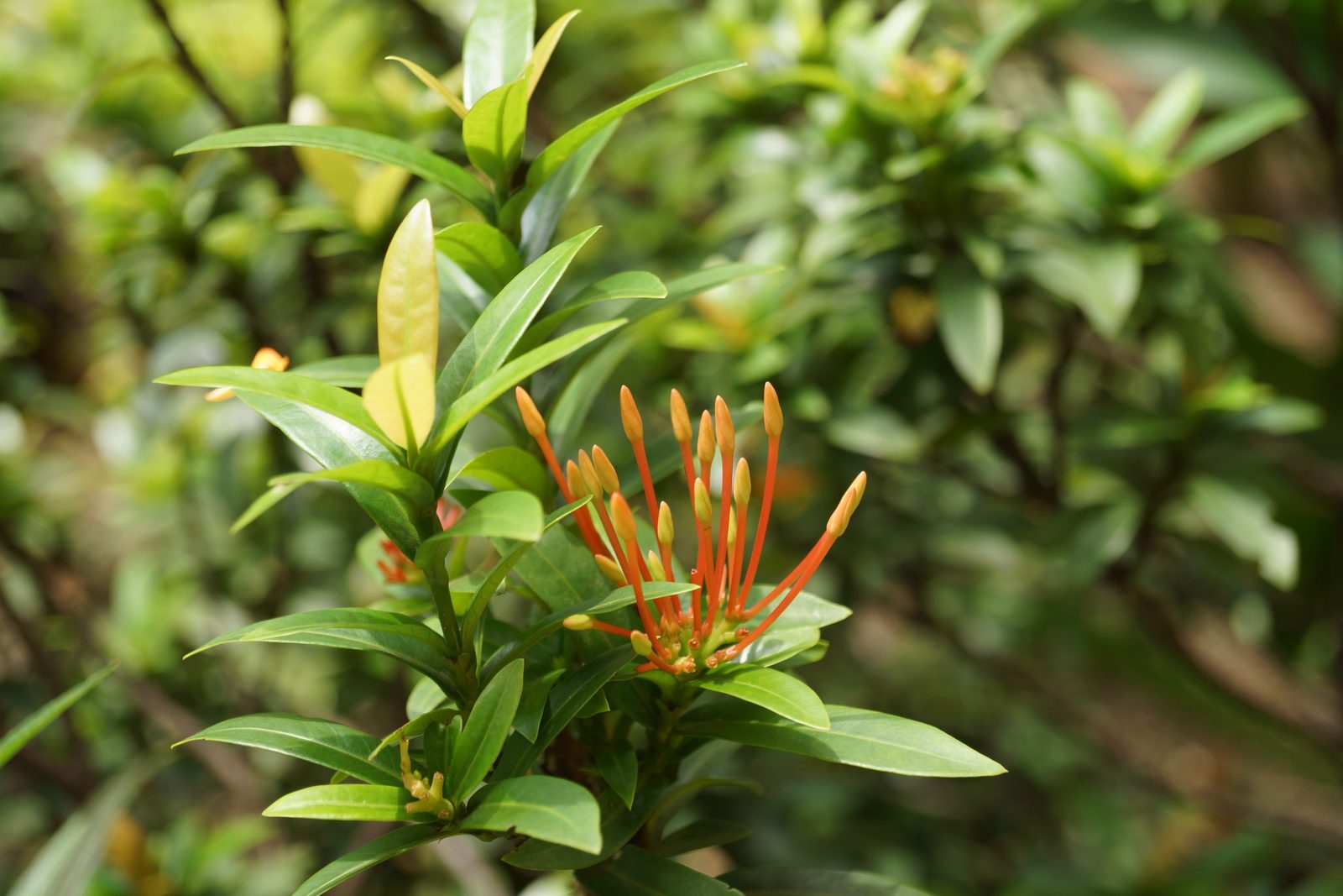 Sony Alpha SLT A65 - Foto 10