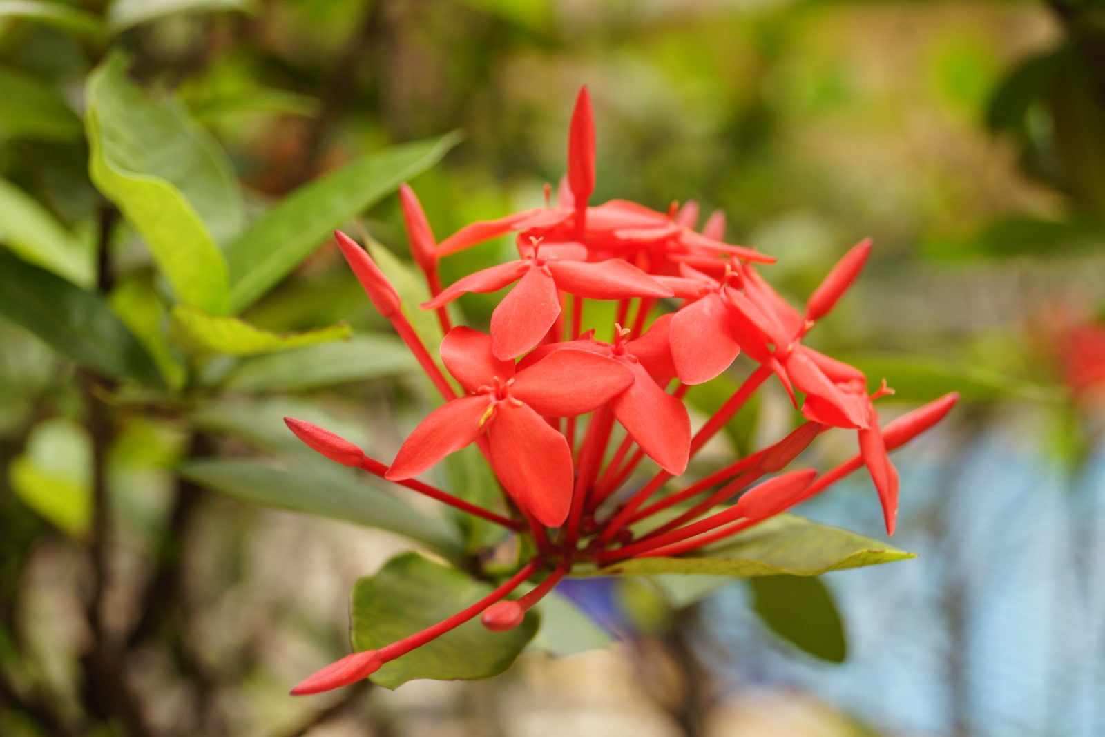 Sony Alpha SLT A65 - Foto 6