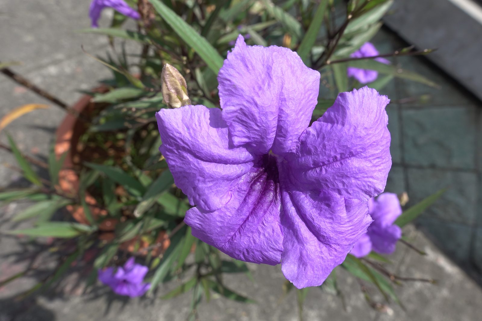 Sony Cyber-shot RX100 Mark V - Foto 1