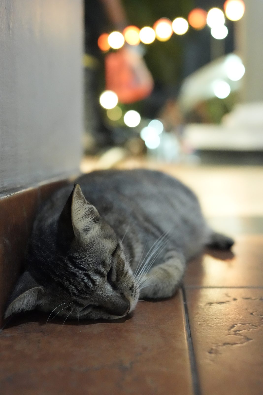 55072677082 bokeh Sony Cybershot RX1R III
