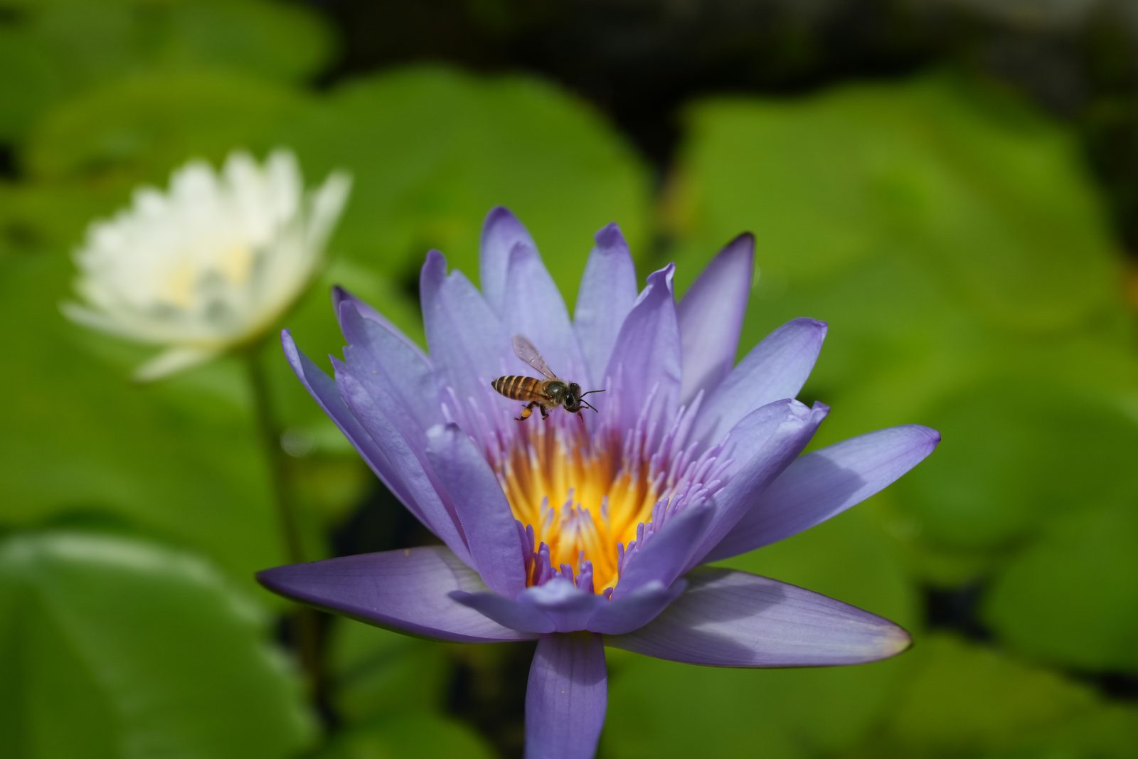 55100911511 hasil foto sony rx1r iii bee ori.webp