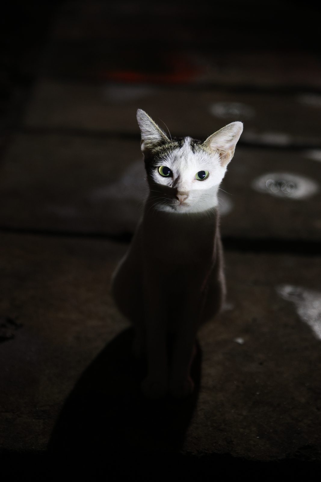 53642883959 Tamron 24-70 f/2.8 G2 Canon - Foto 1