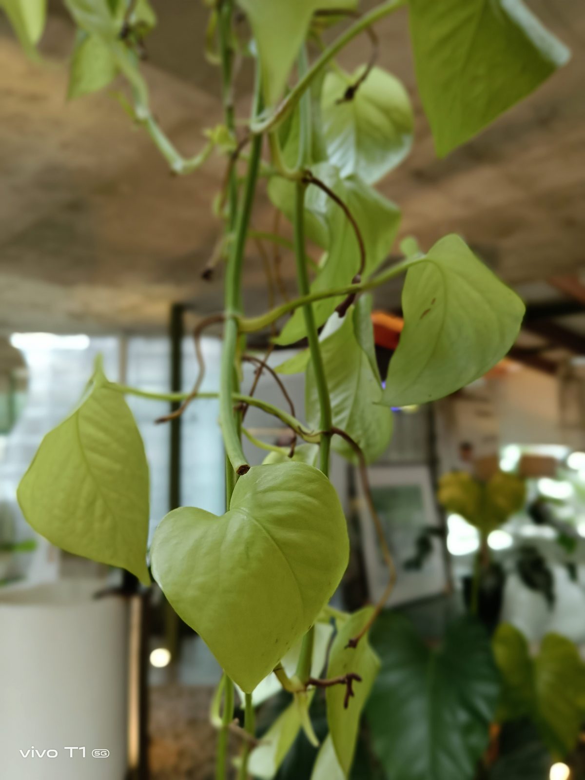 vivo T1 5G - Foto 13