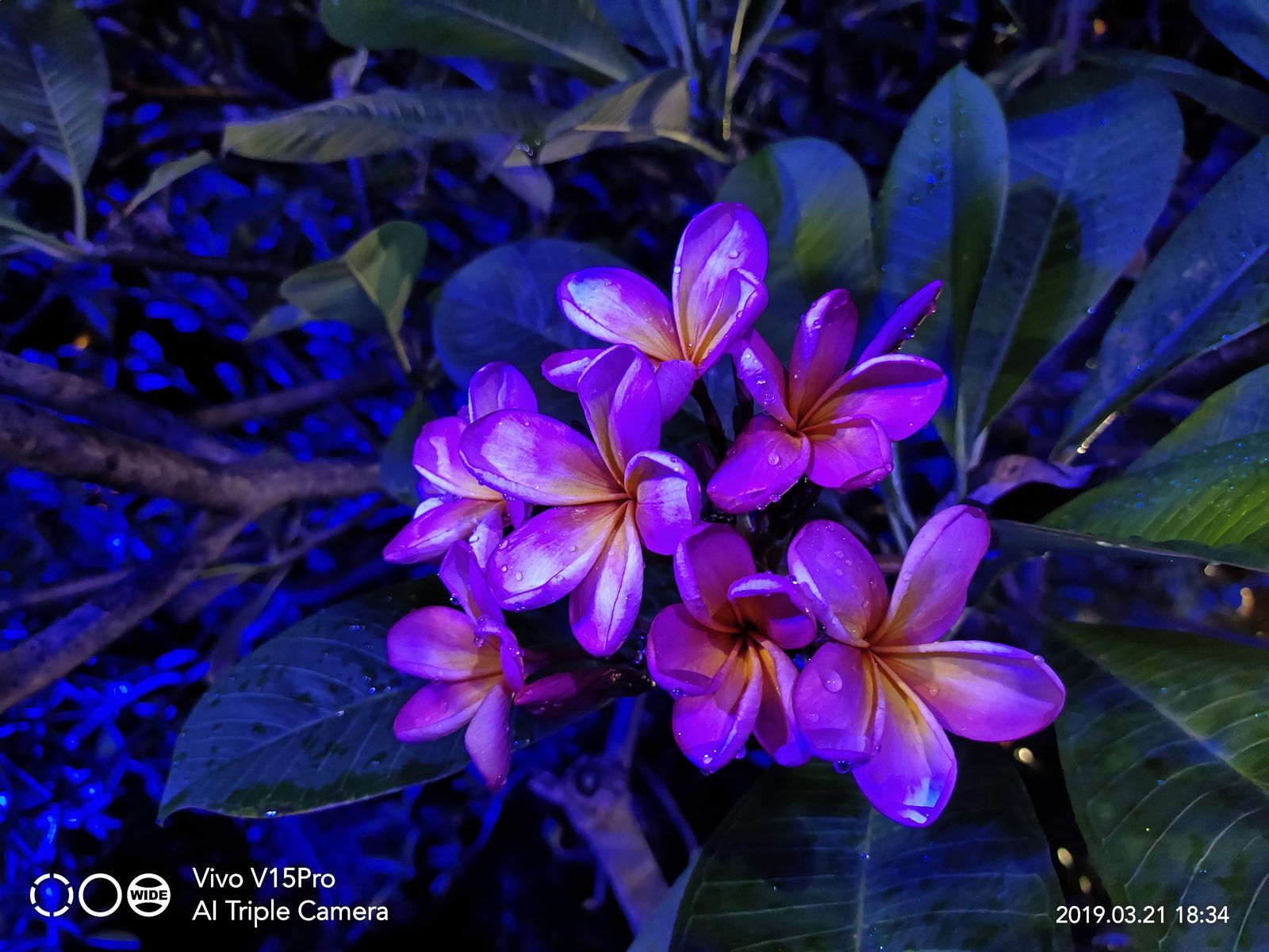Hasil kamera Vivo V15 Pro (3)