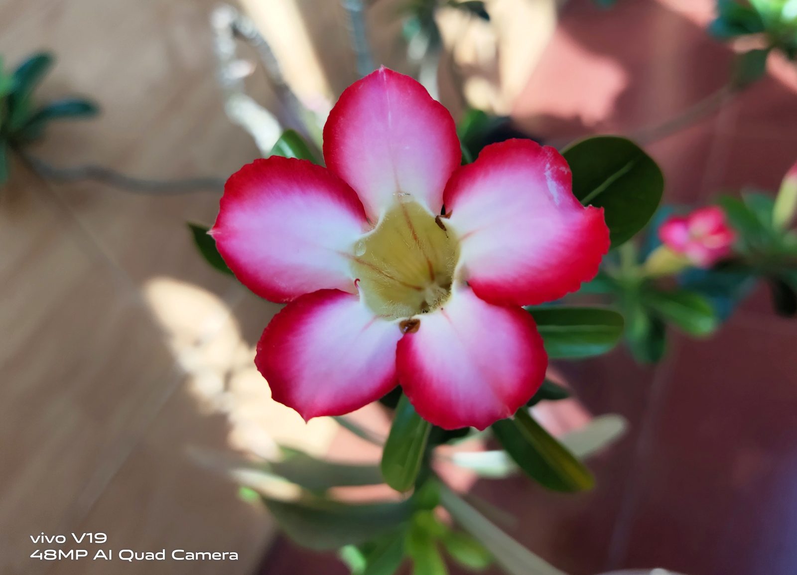 50034125282 Hasil foto Vivo V19 (5)