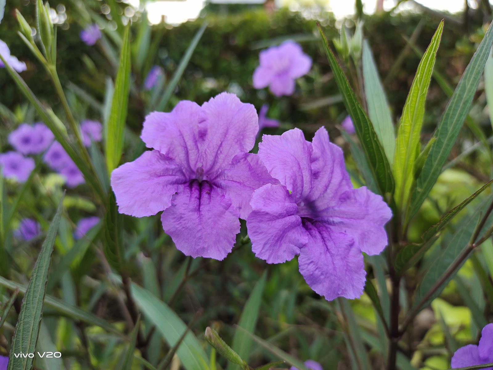 50554716211 Hasil foto Vivo V20 (4)