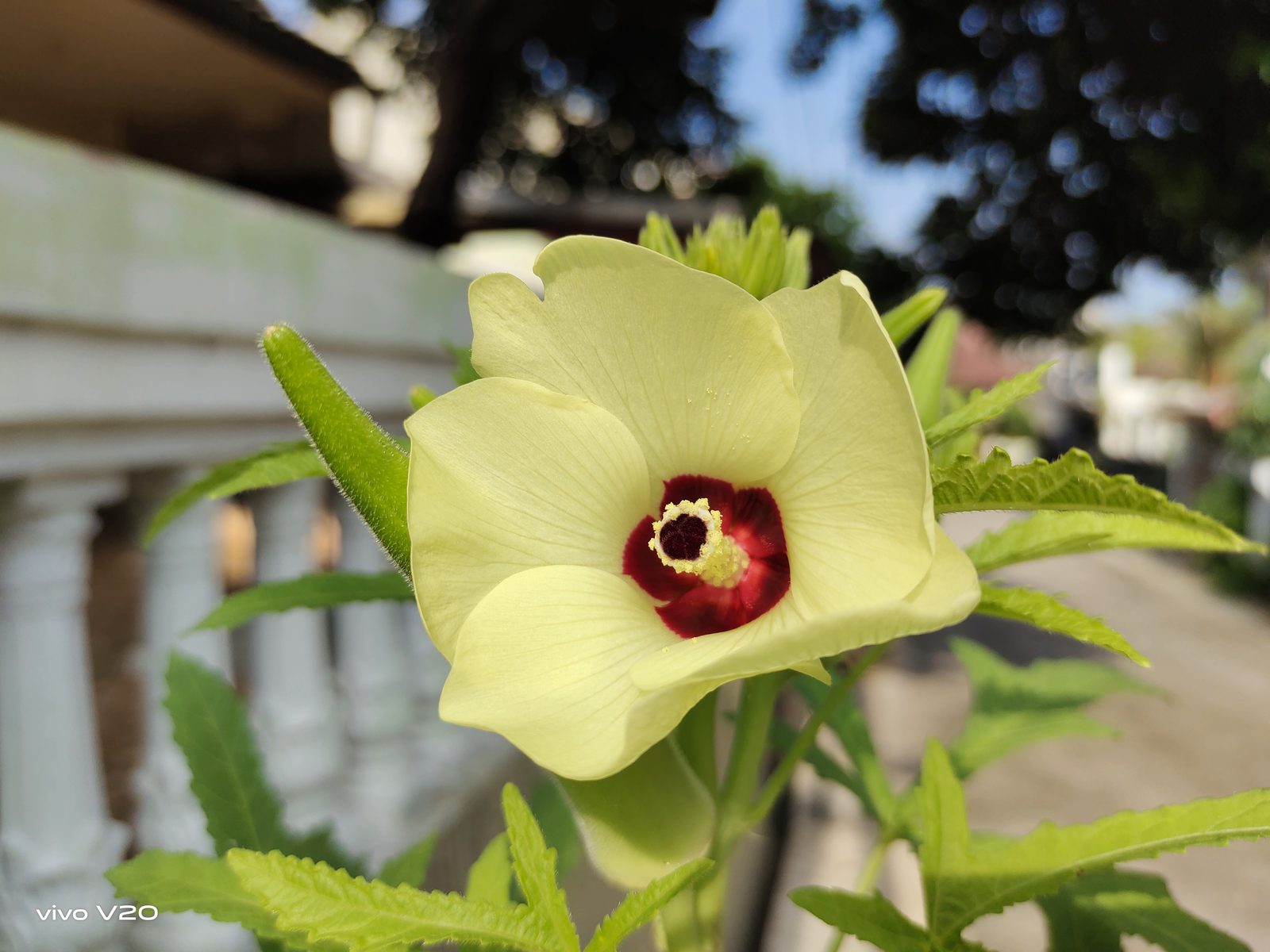50554849112 Hasil foto Vivo V20 (9)