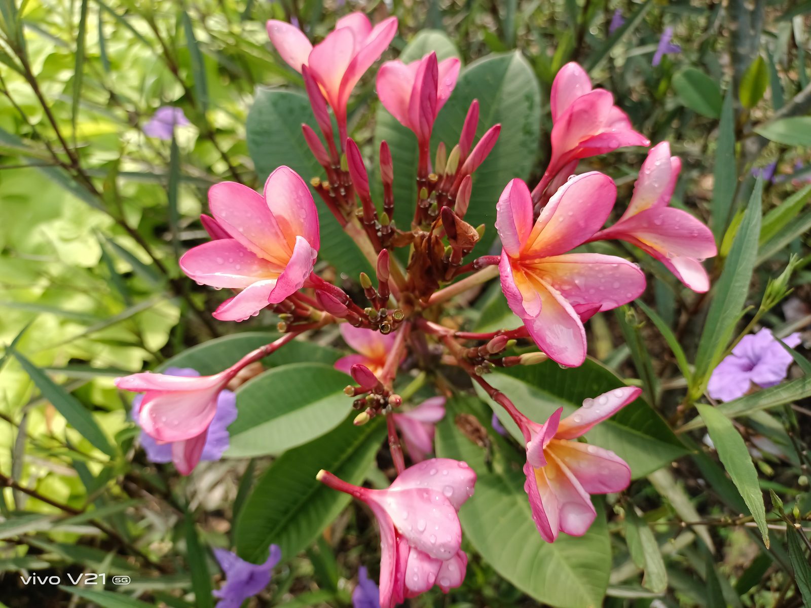 51243212027 Auto Mode vivo V21 5G (2)