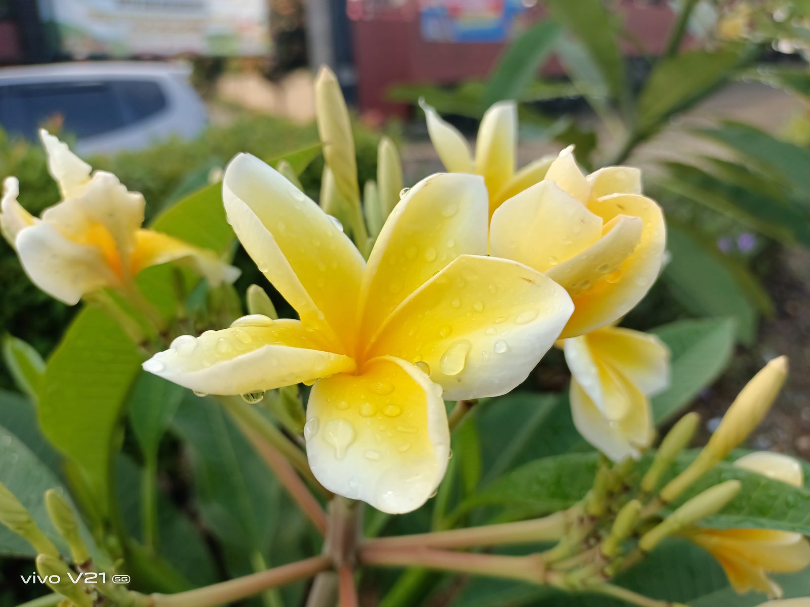 51244123028 Auto Mode vivo V21 5G (3)