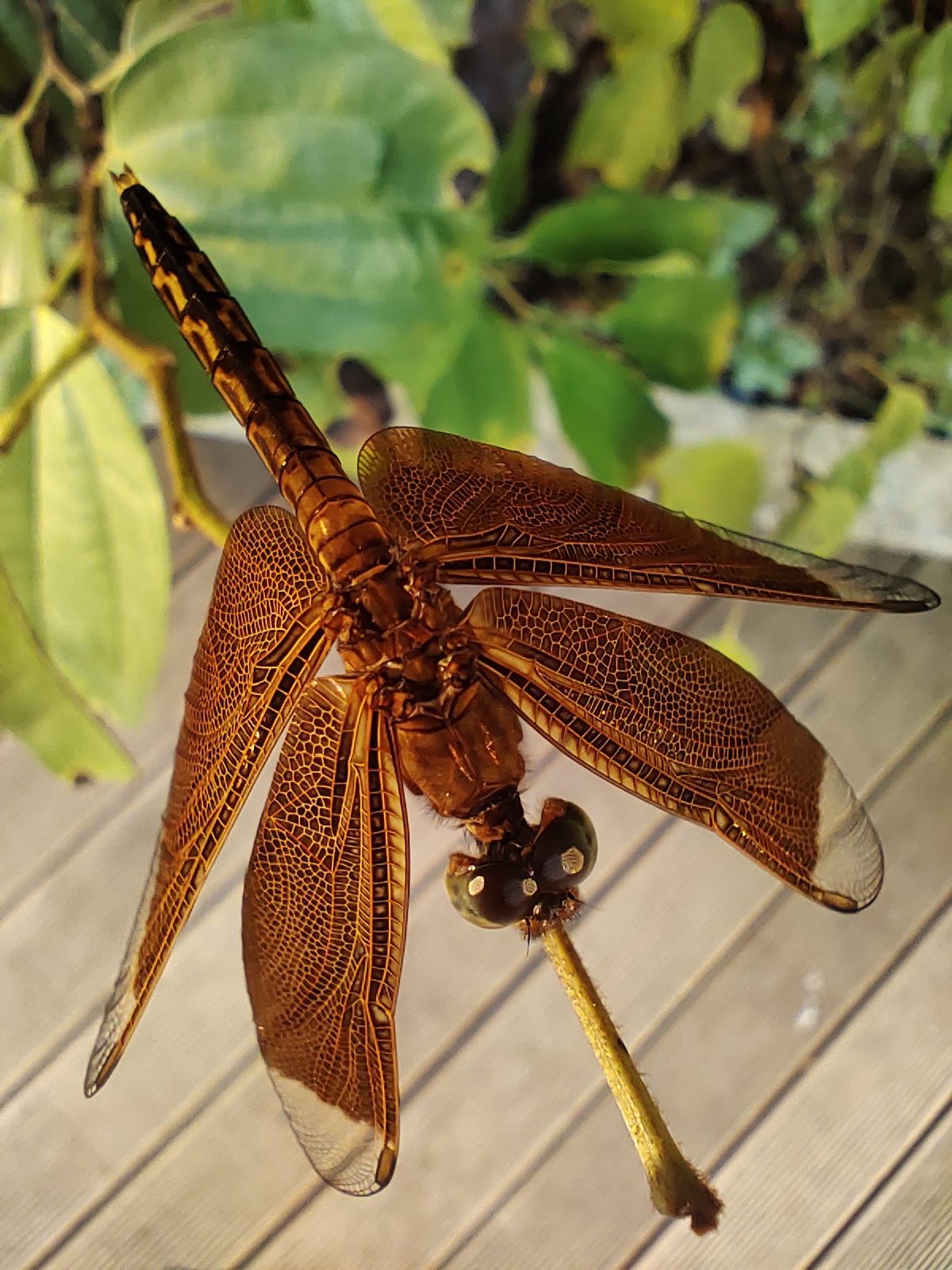 51385723218 macro mode 2 mp
