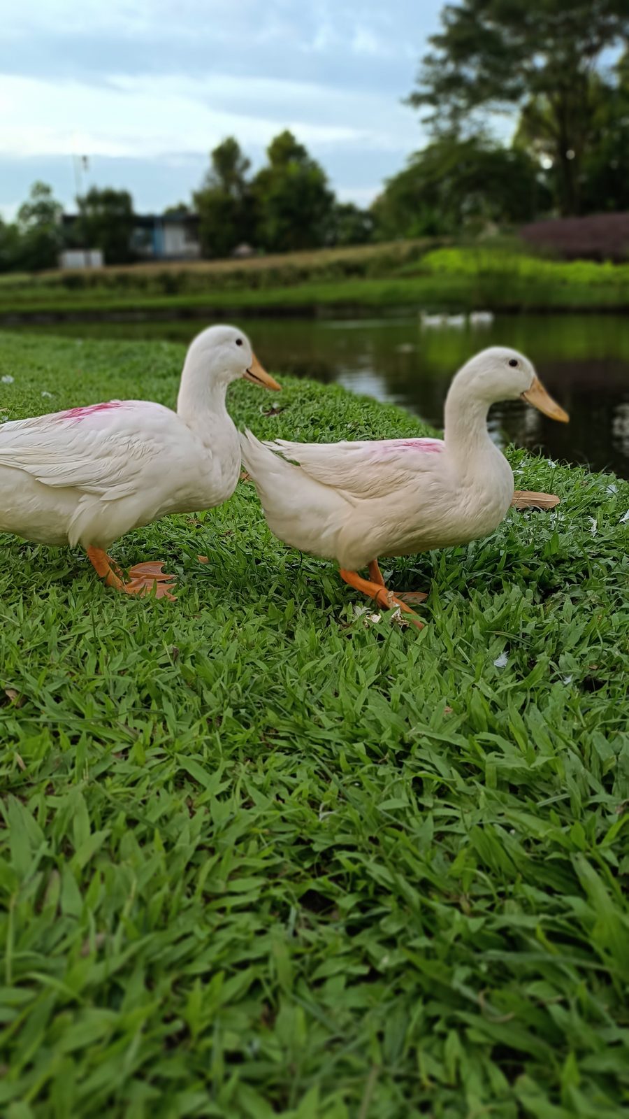 52012423791 vivo V23 5G - Foto 1