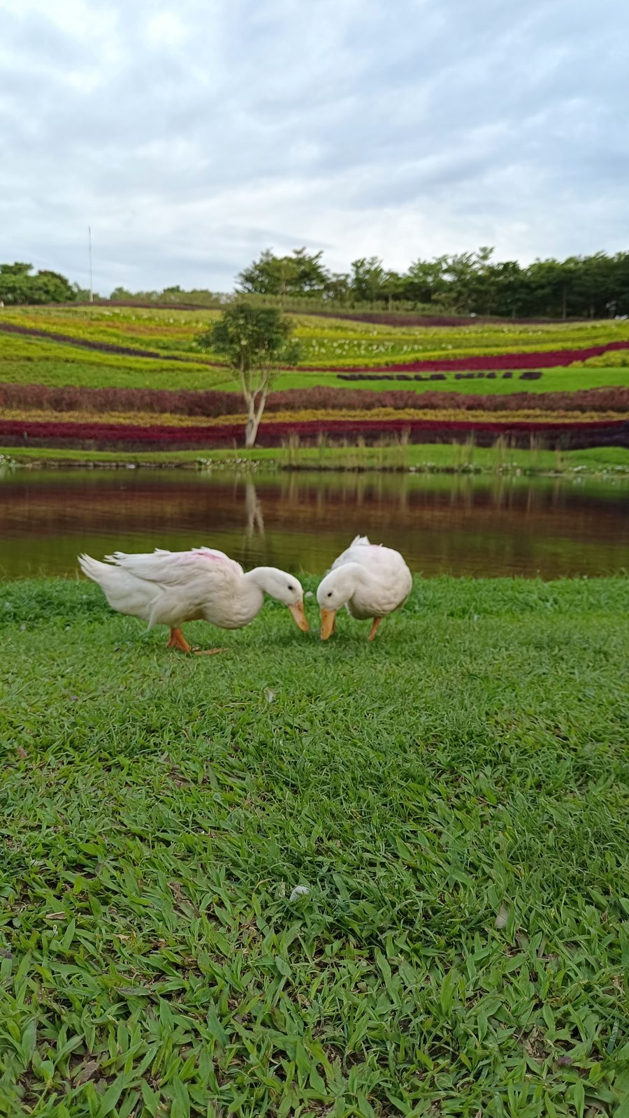 52012423926 vivo V23 5G - Foto 3