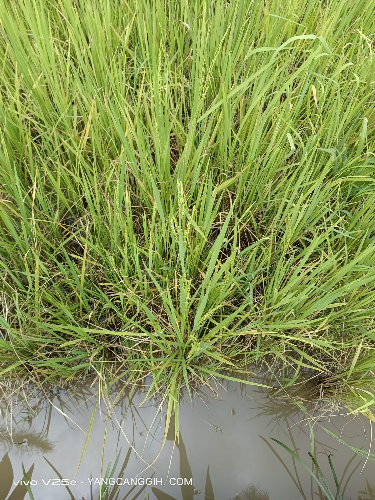 outdoor vivo V25e-yangcanggih (7)