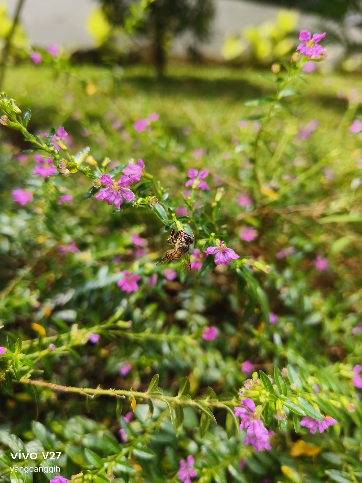 52777179226 Vivo V27 - Foto 9