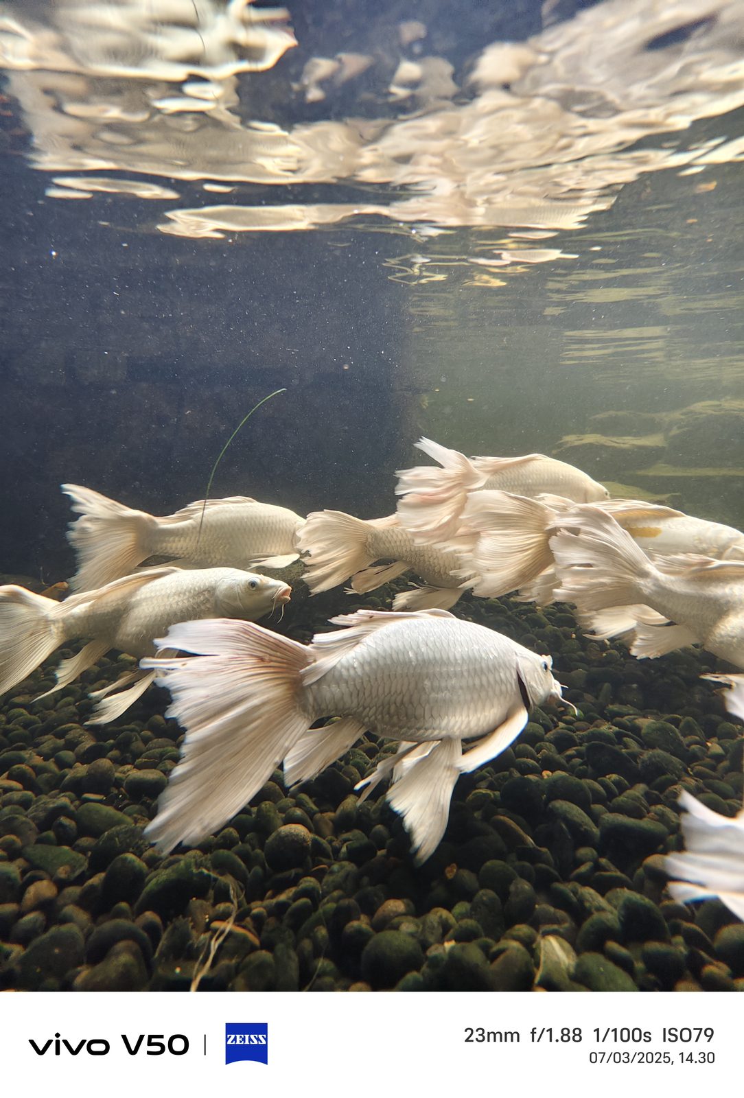 vivo V50 - Foto 9