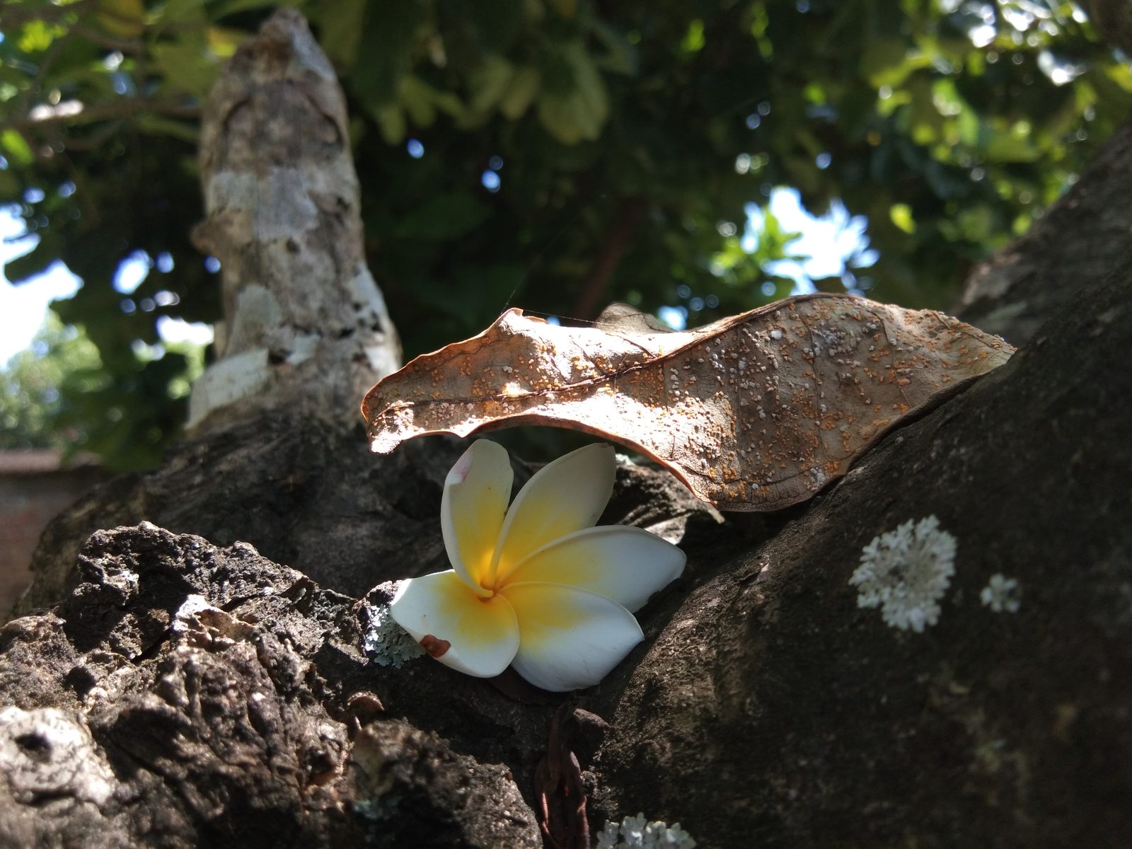 26640742267 Hasil foto Vivo V9 (10)