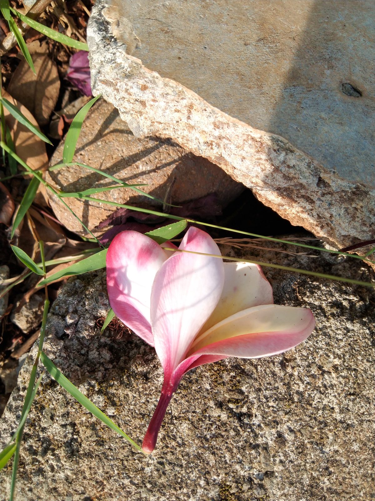Hasil foto Vivo Y50 (1)