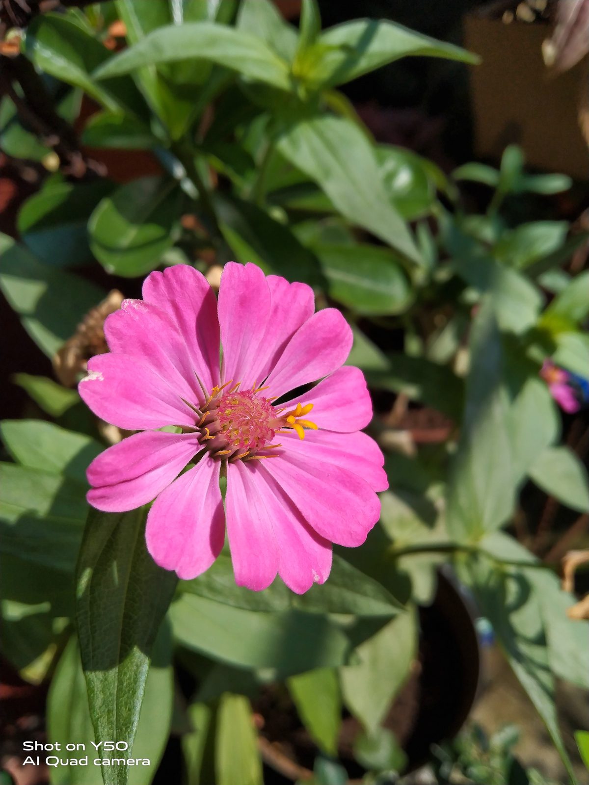 Hasil foto Vivo Y50 (5)