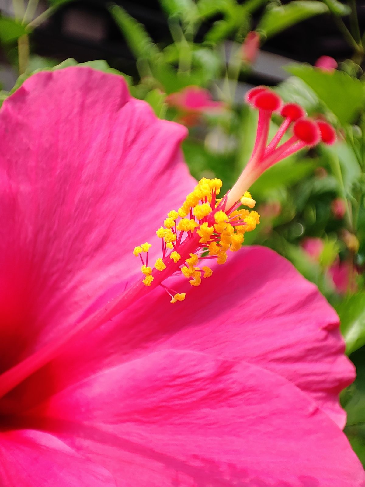 Pro mode: Macro Lens