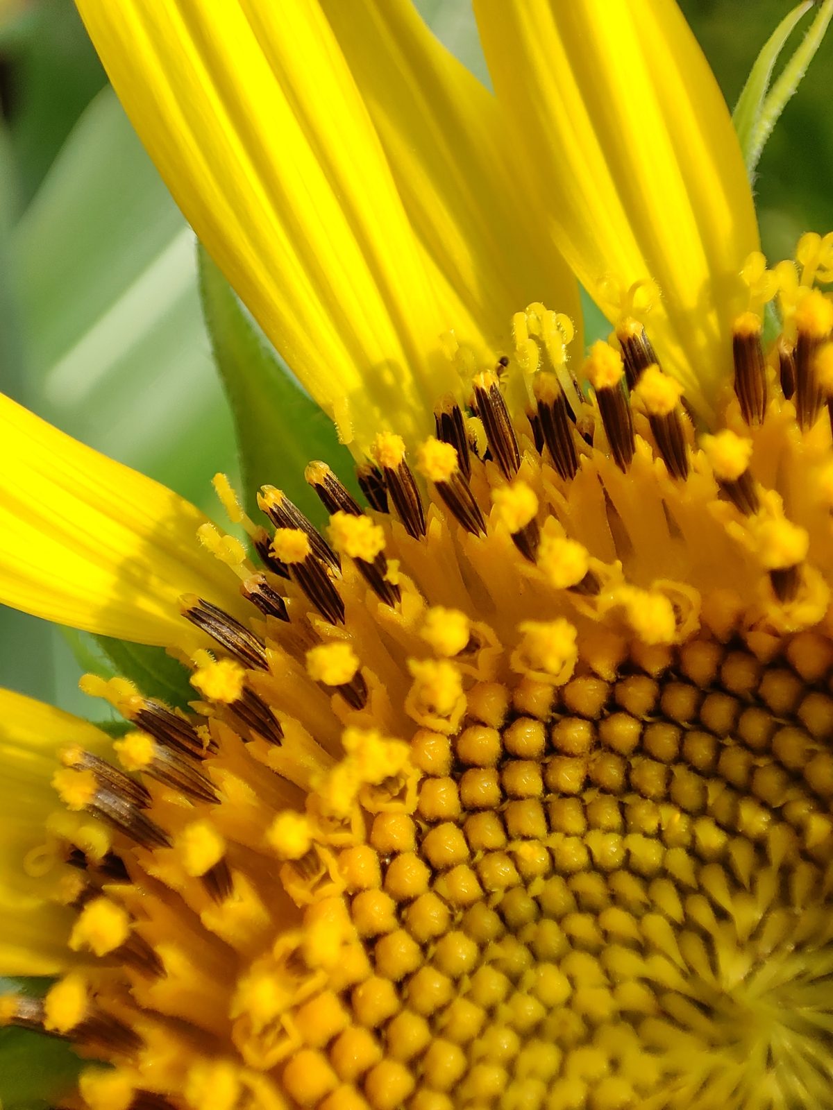 Pro mode: Macro Lens