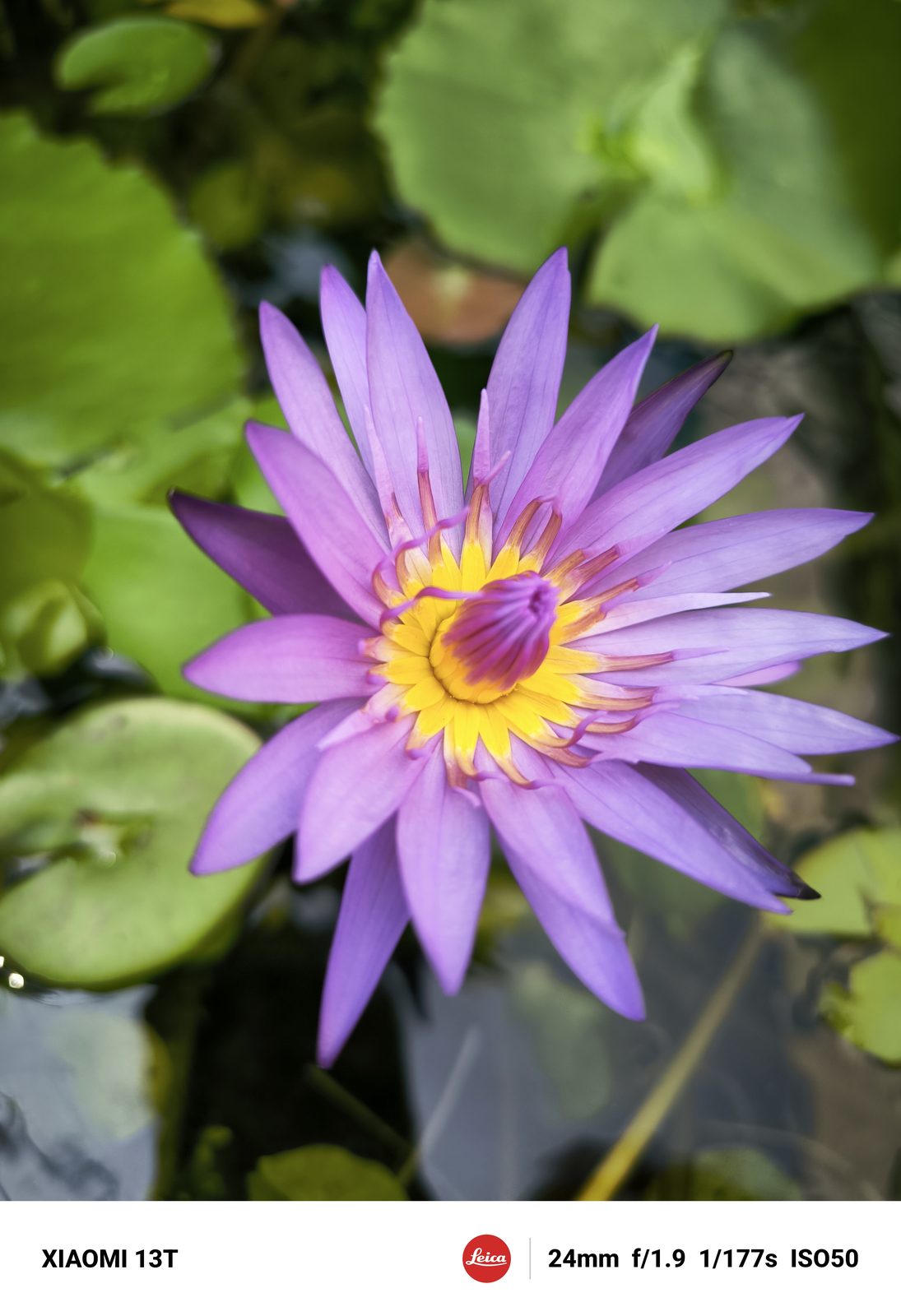 Xiaomi 13T - Foto 6