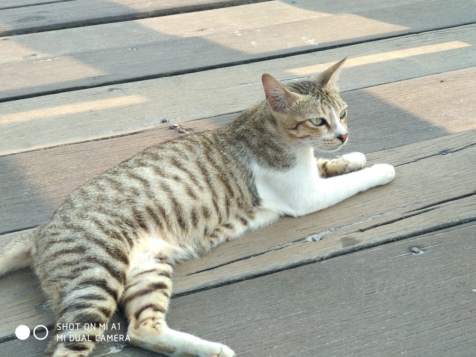 37632878116 Hasil foto Xiaomi Mi A1 (22)